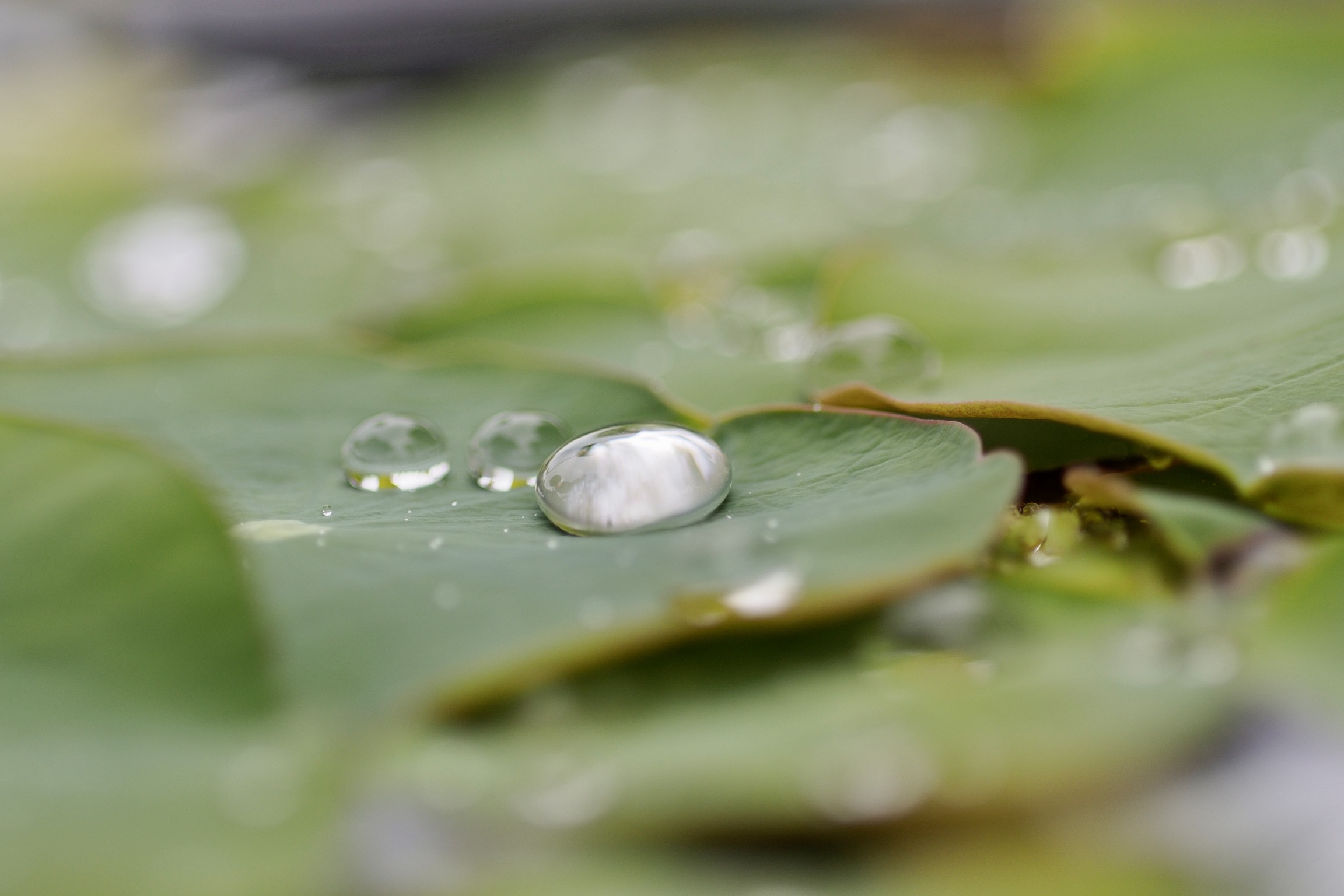 WATER DROPS