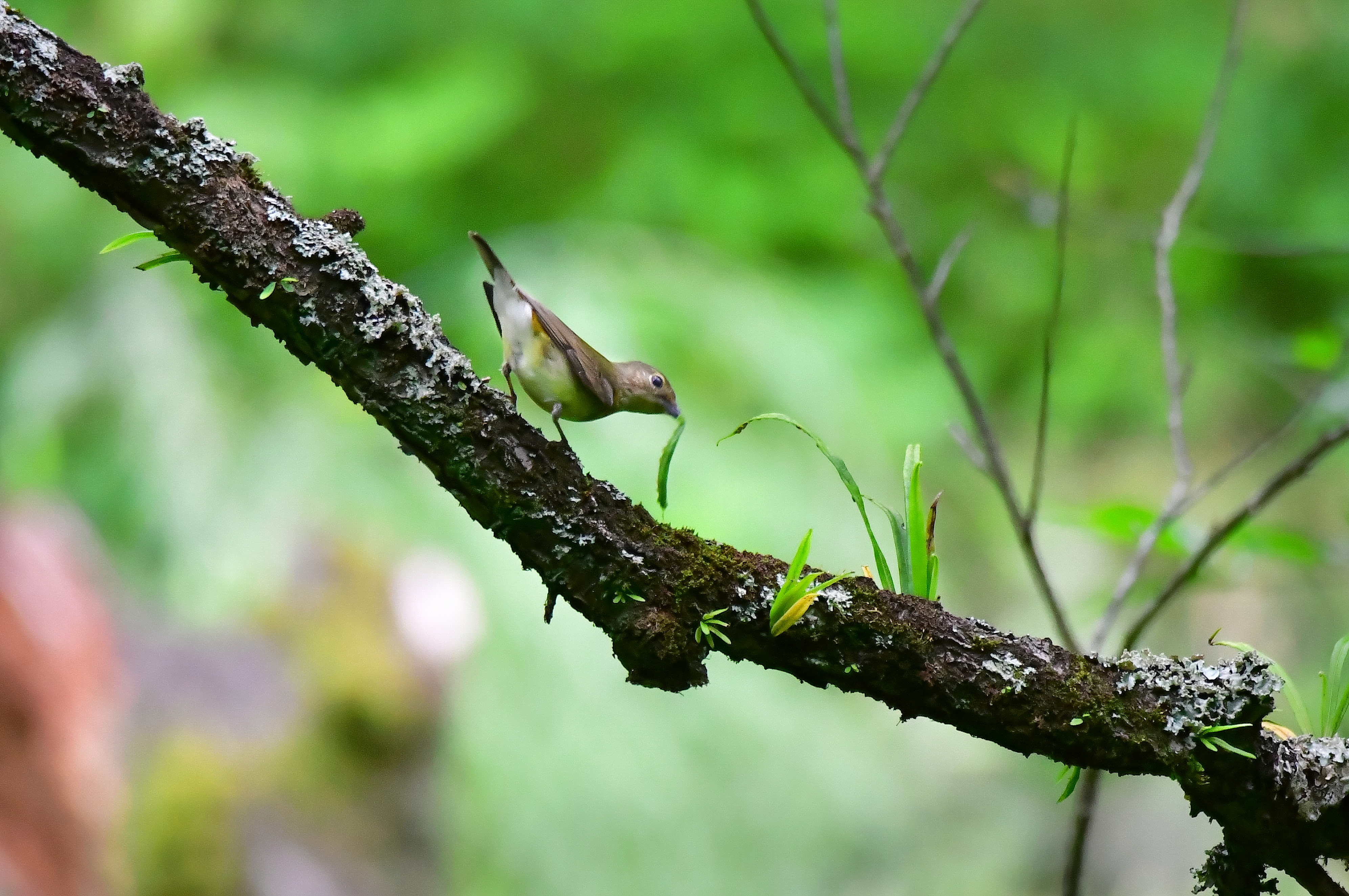 キビタキ ♀