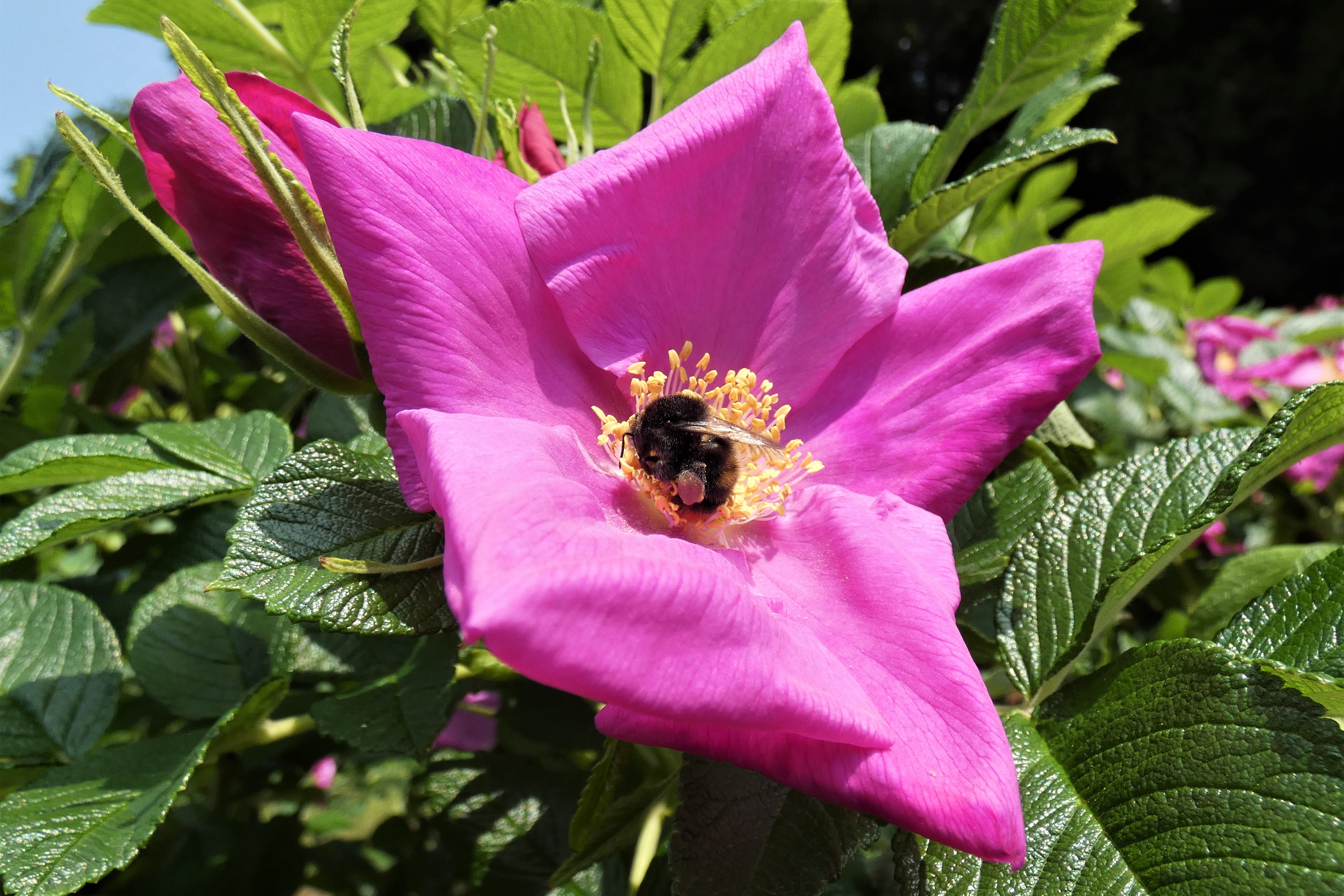 熊蜂と浜梨系薔薇