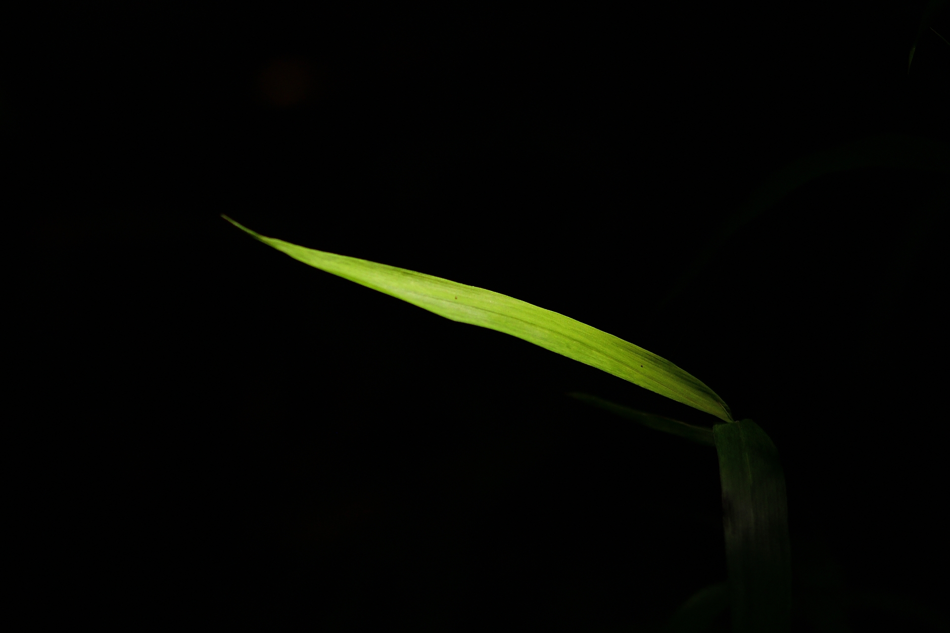 笹1枚