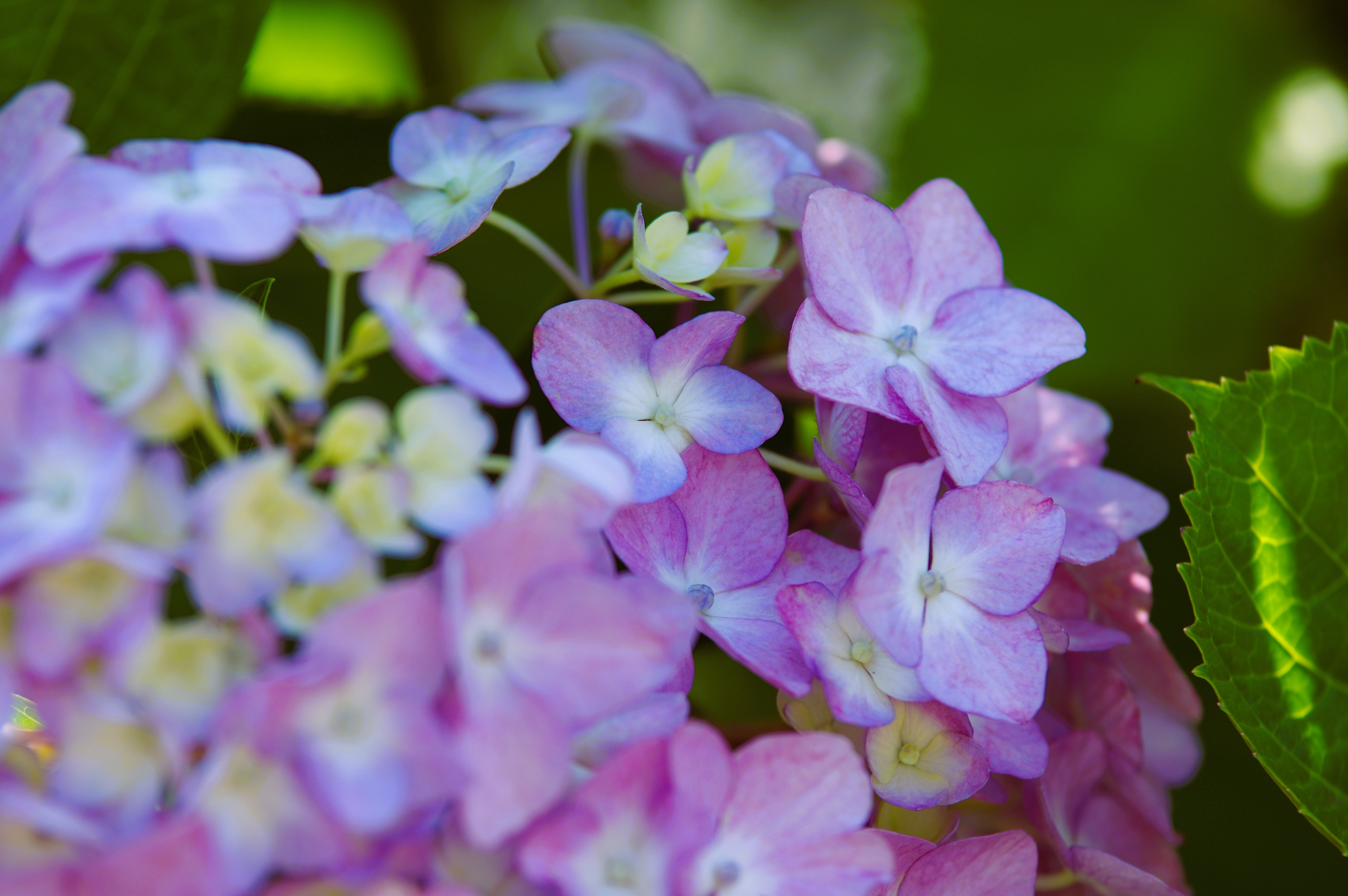 紫陽花