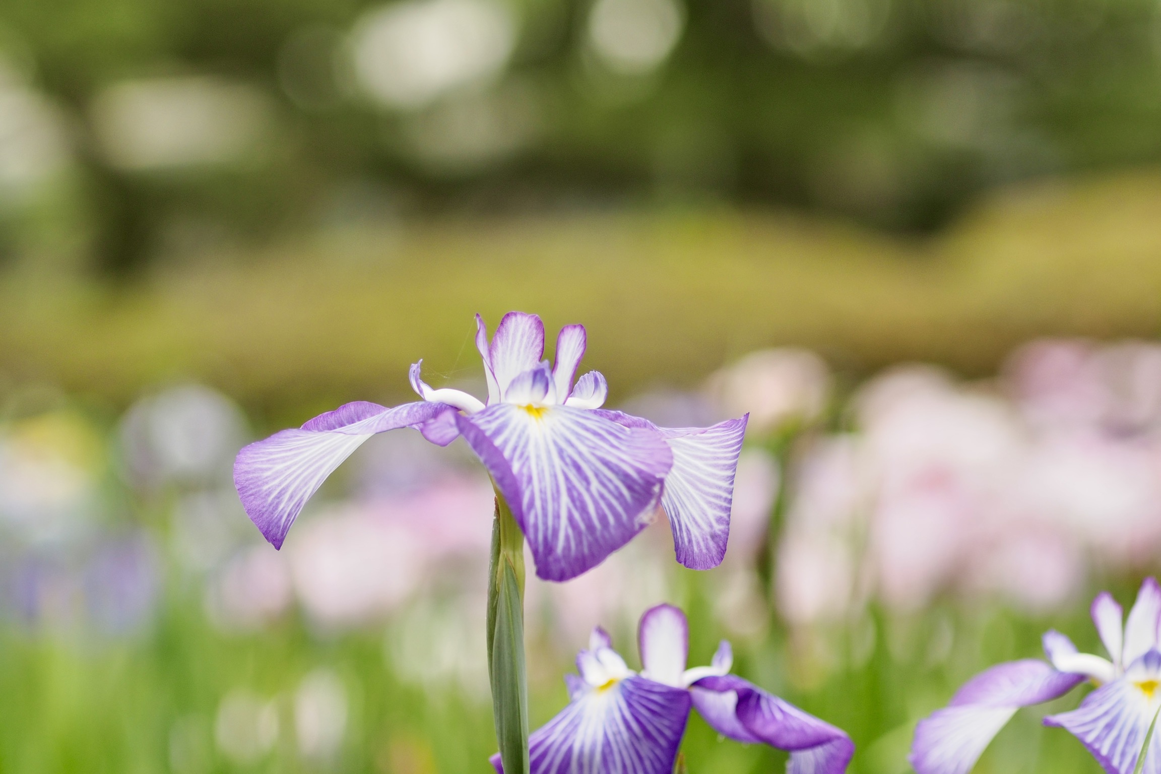 菖蒲園にて
