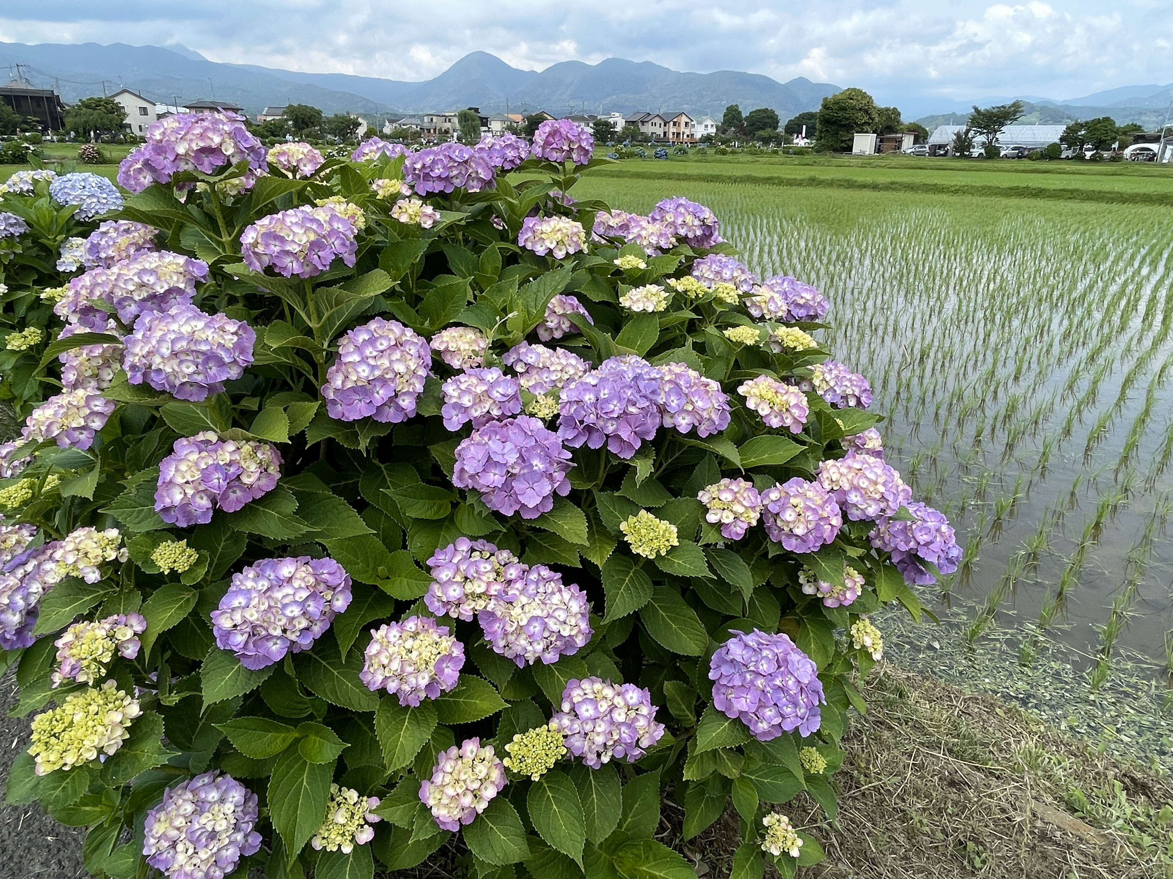 この時期はやはり紫陽花・2022年6月5日
