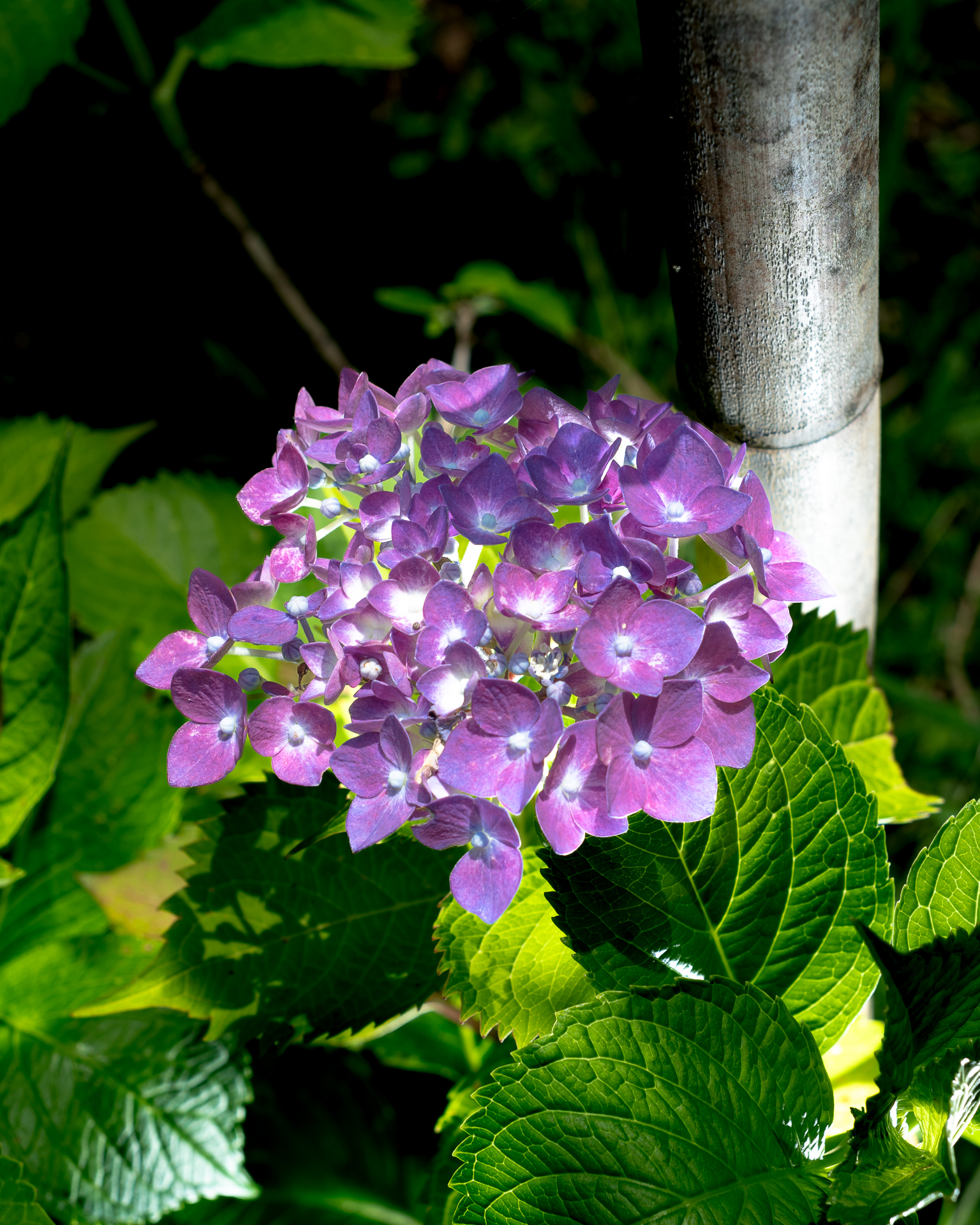 紫陽花