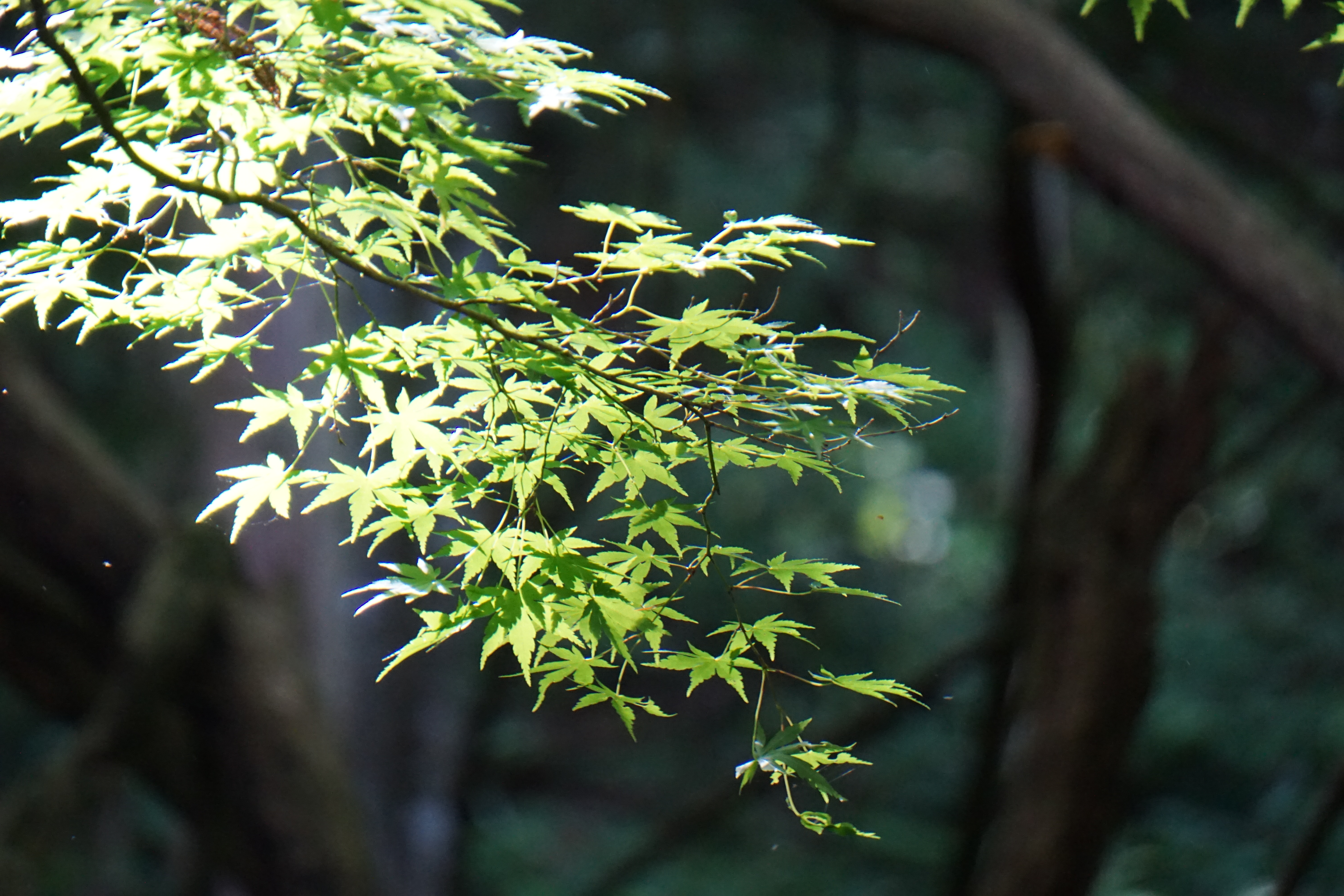 木漏れ日と青紅葉