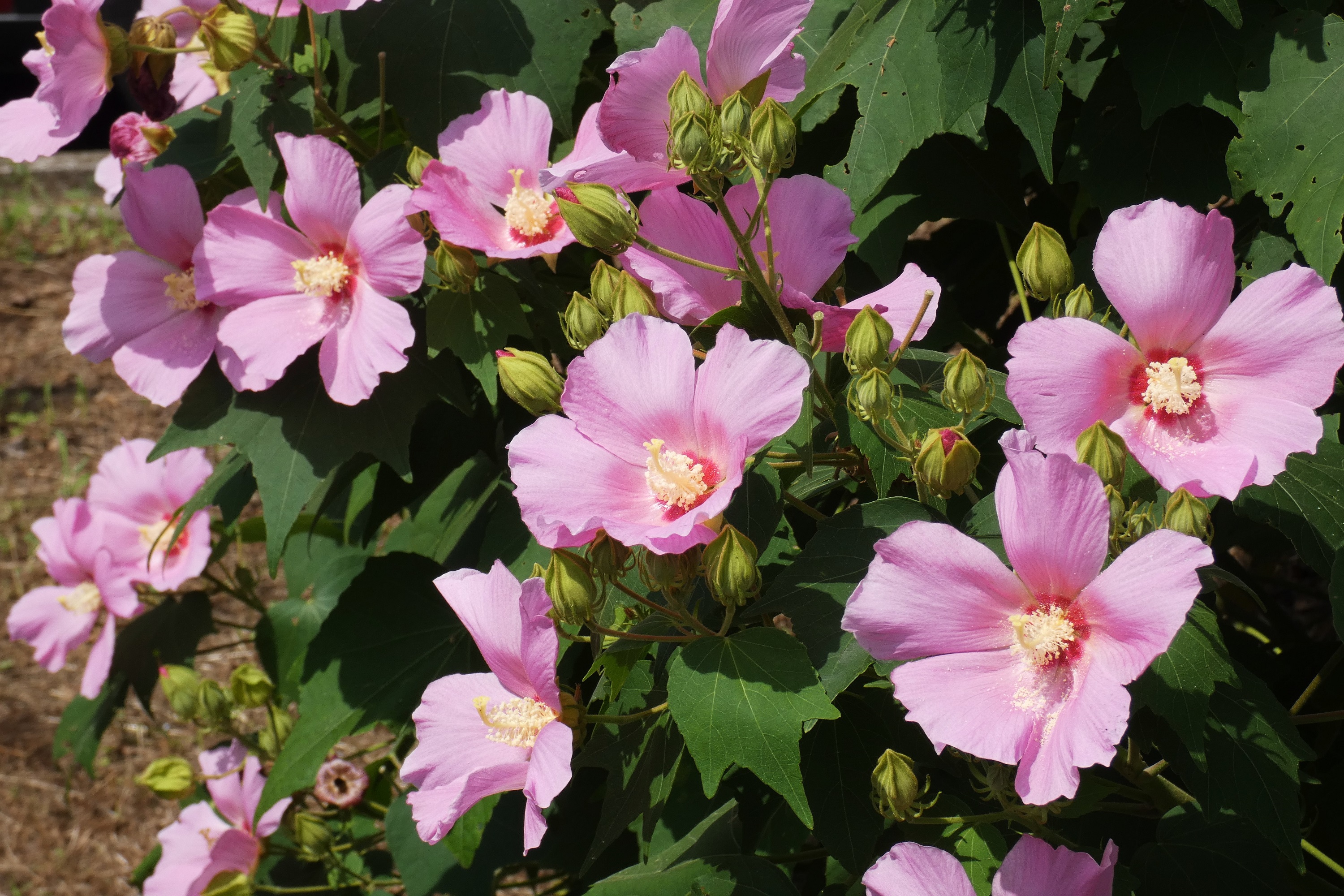 咲き続ける芙蓉
