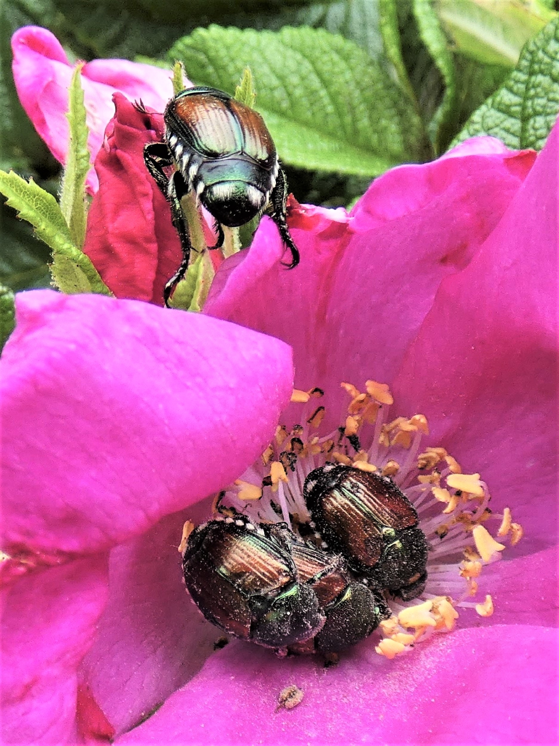 豆黄金と秋薔薇