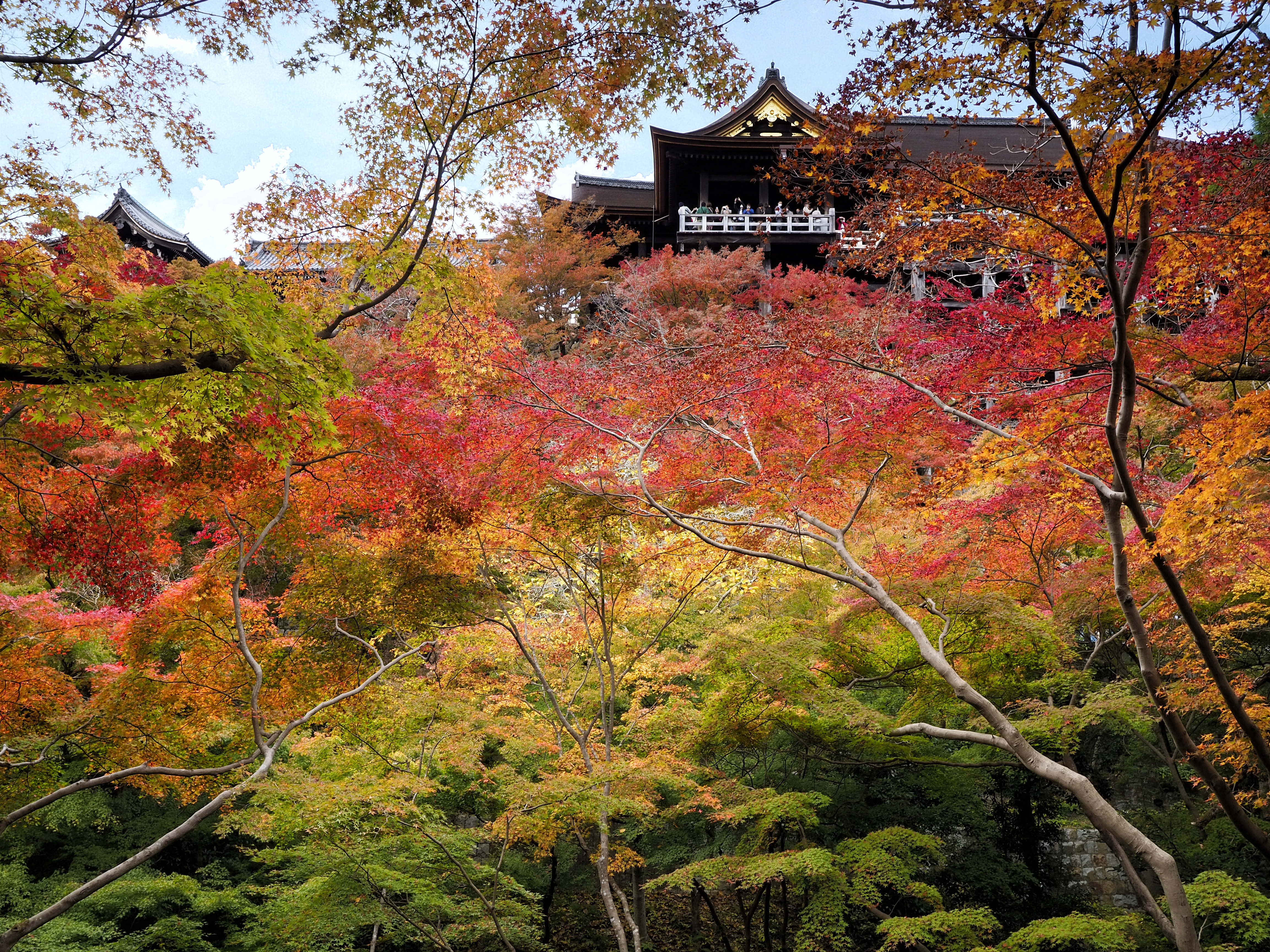 紅葉が際立つ清水の舞台。