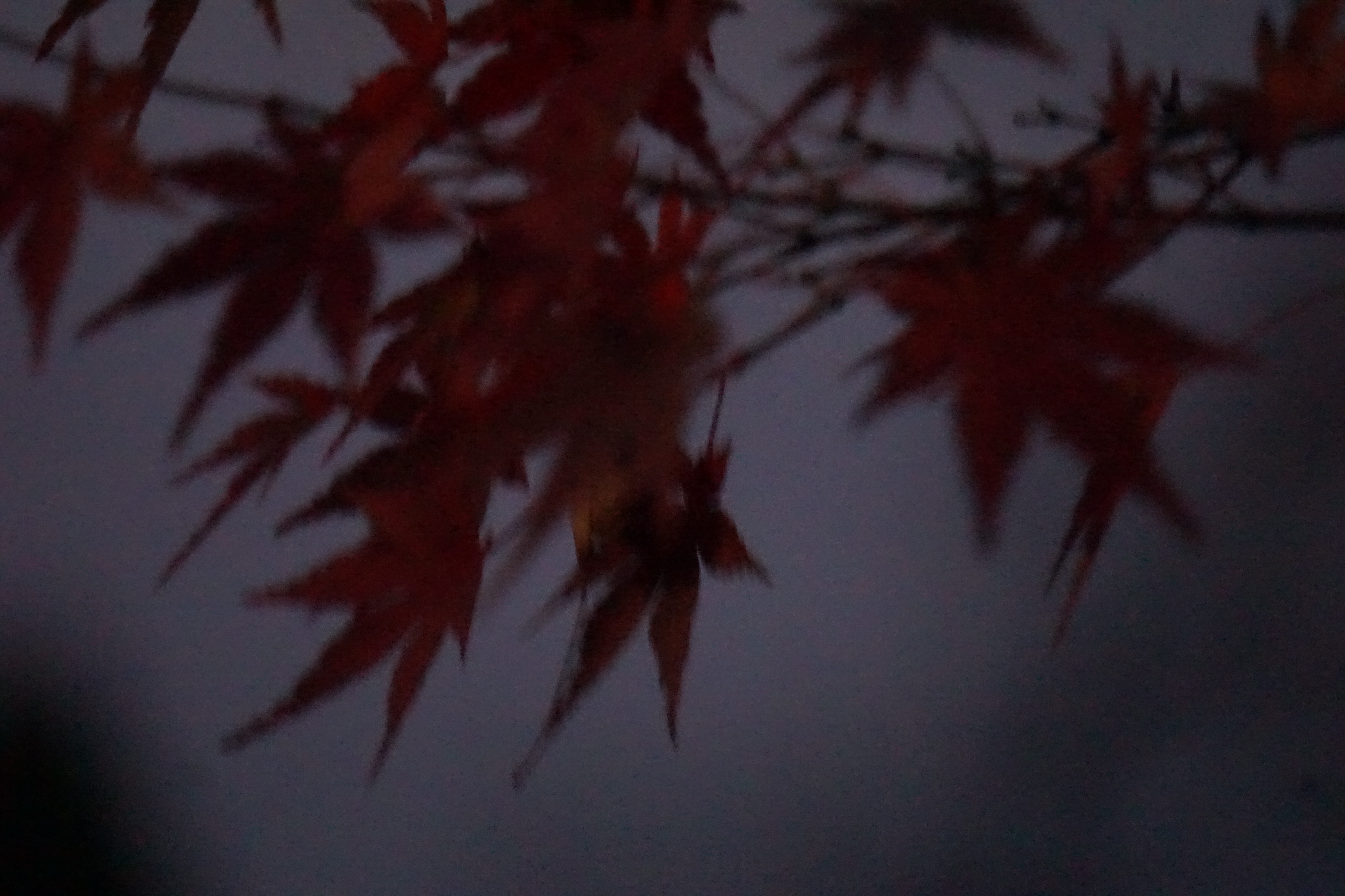 夜明けの赤紅葉