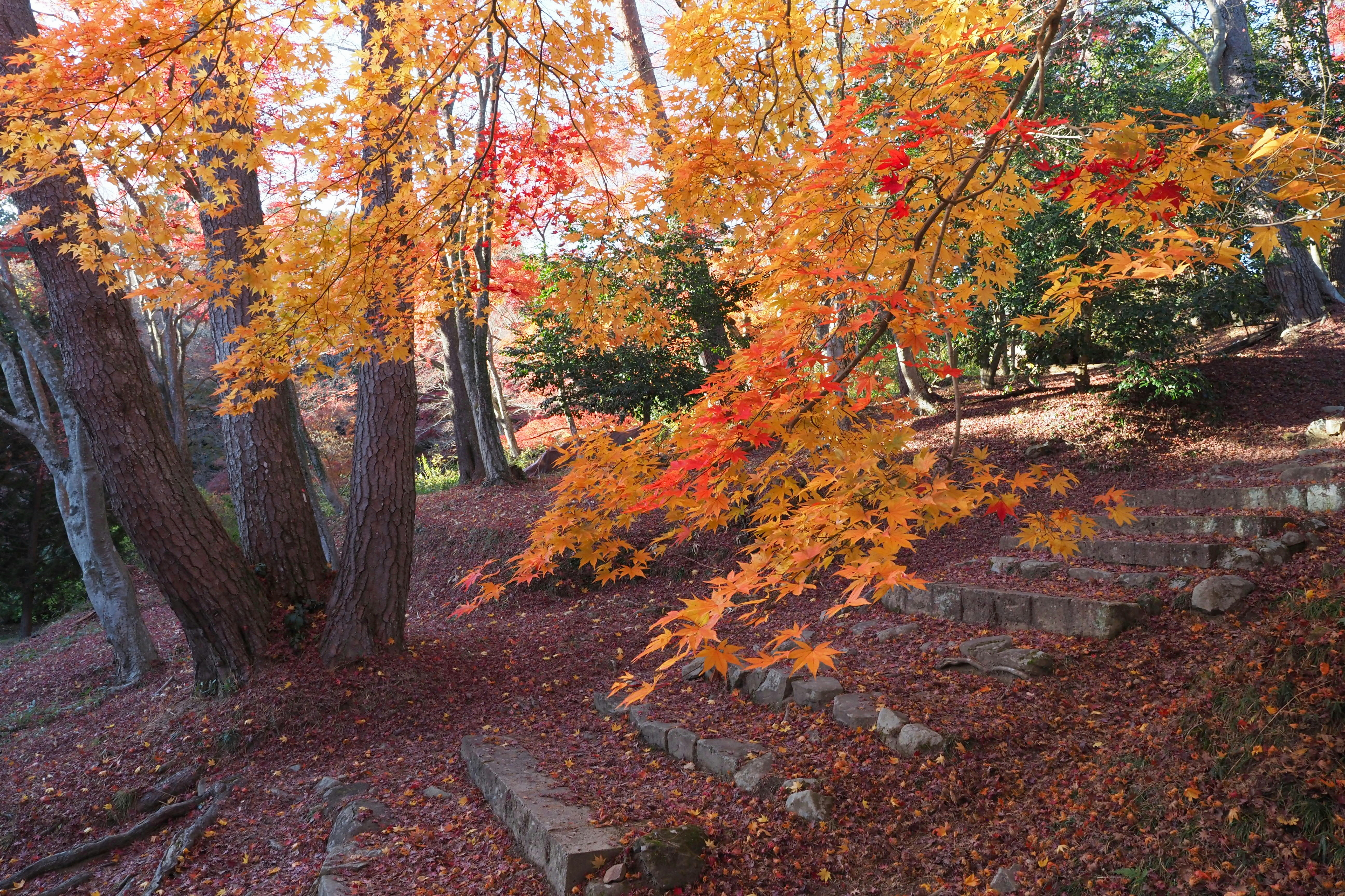 紅葉の積もる石段