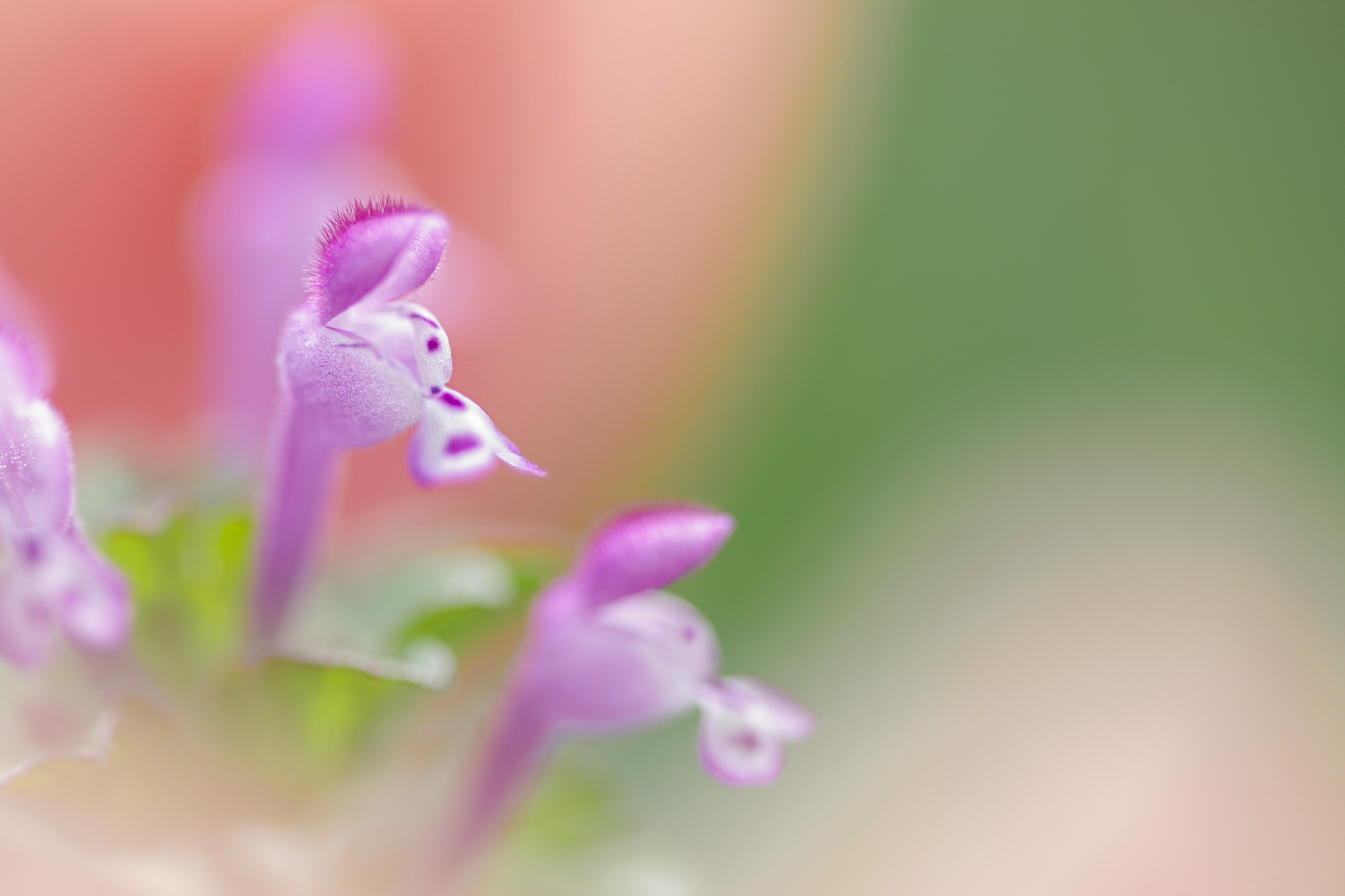 ☆花うさぎ☆
