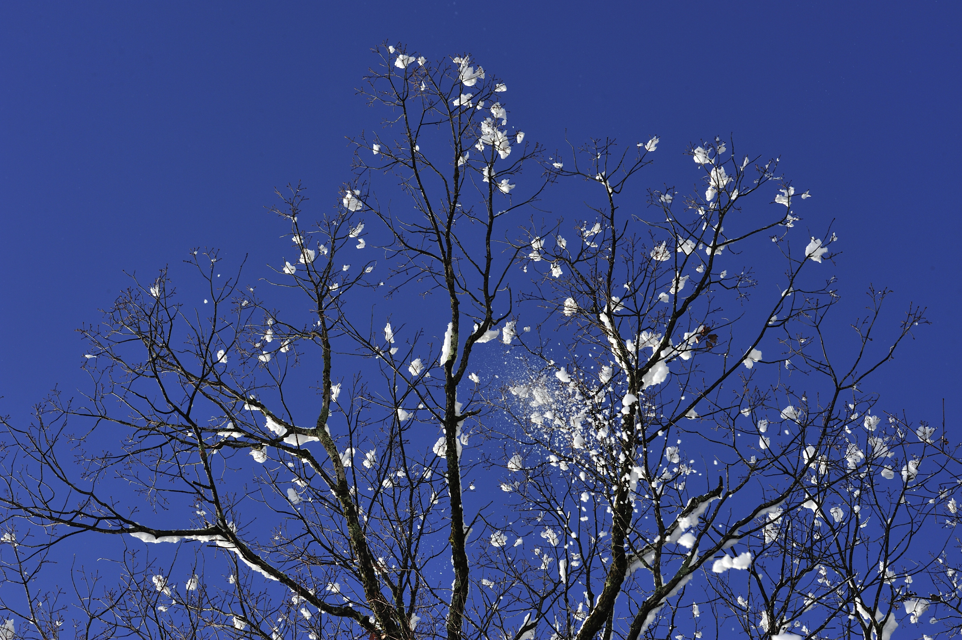 雪の花が咲きました