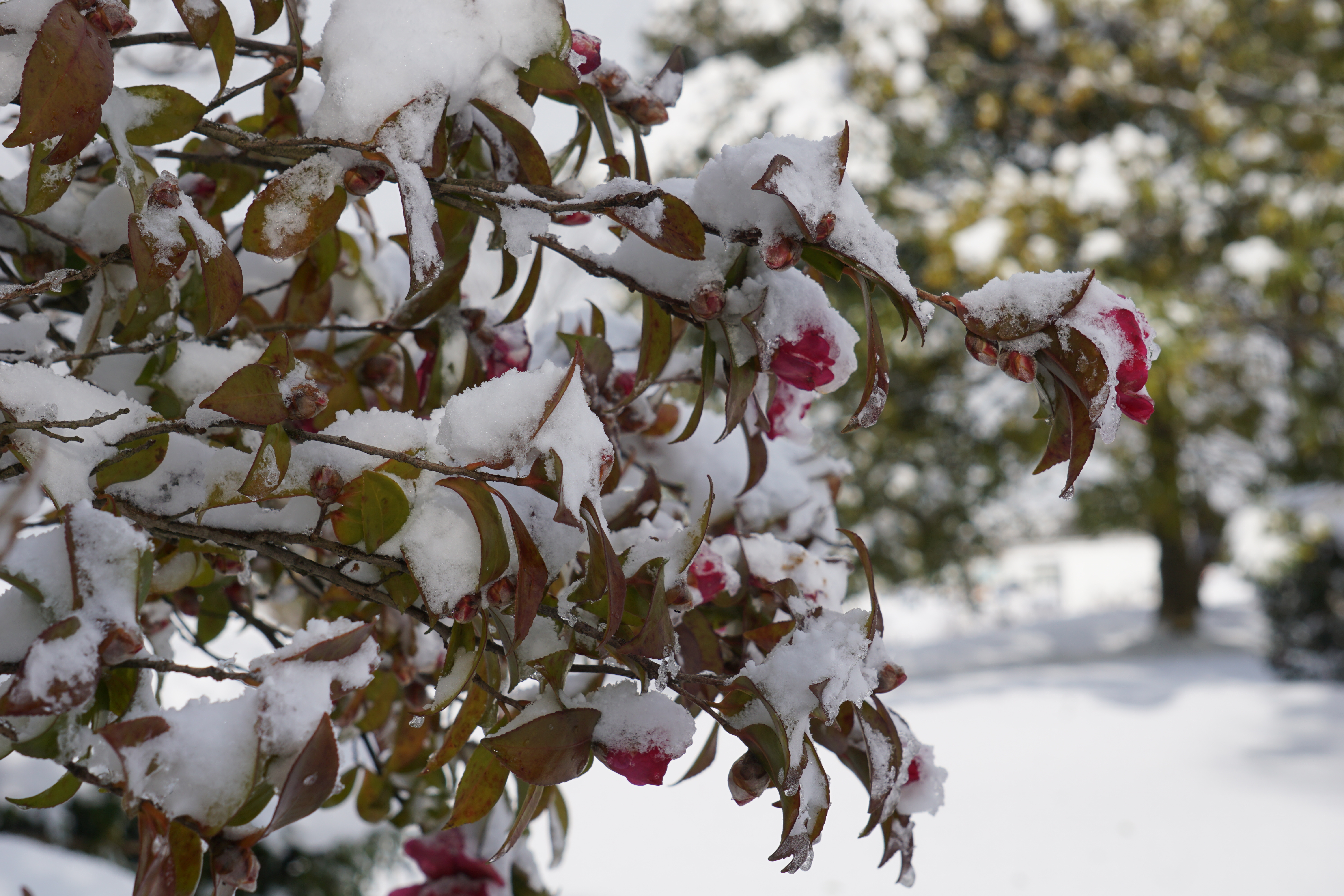 雪の山茶花 5