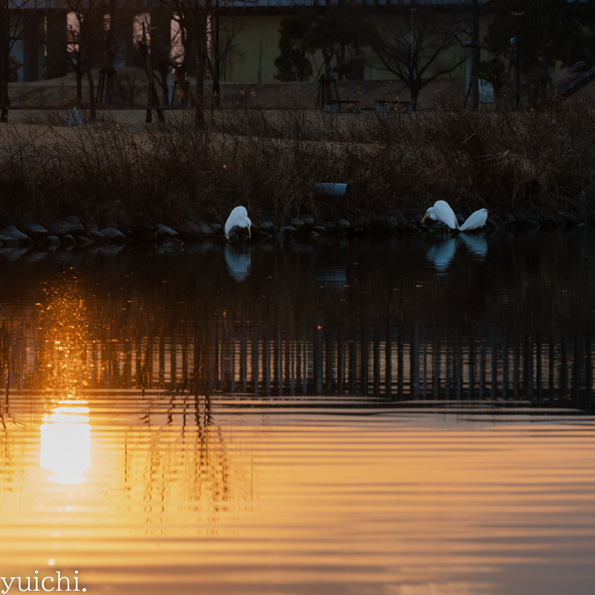 近くの公園