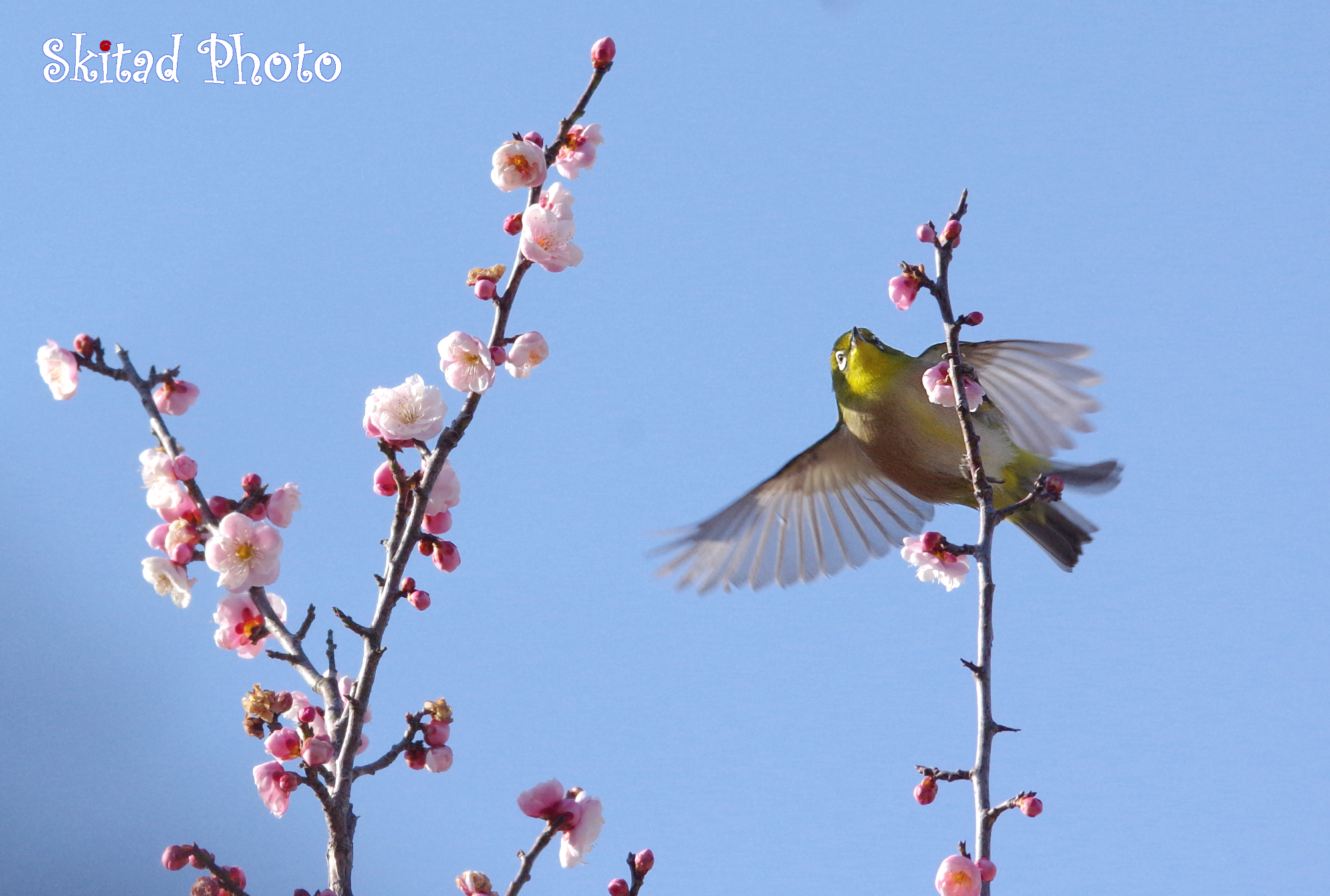 ウメジロ飛翔