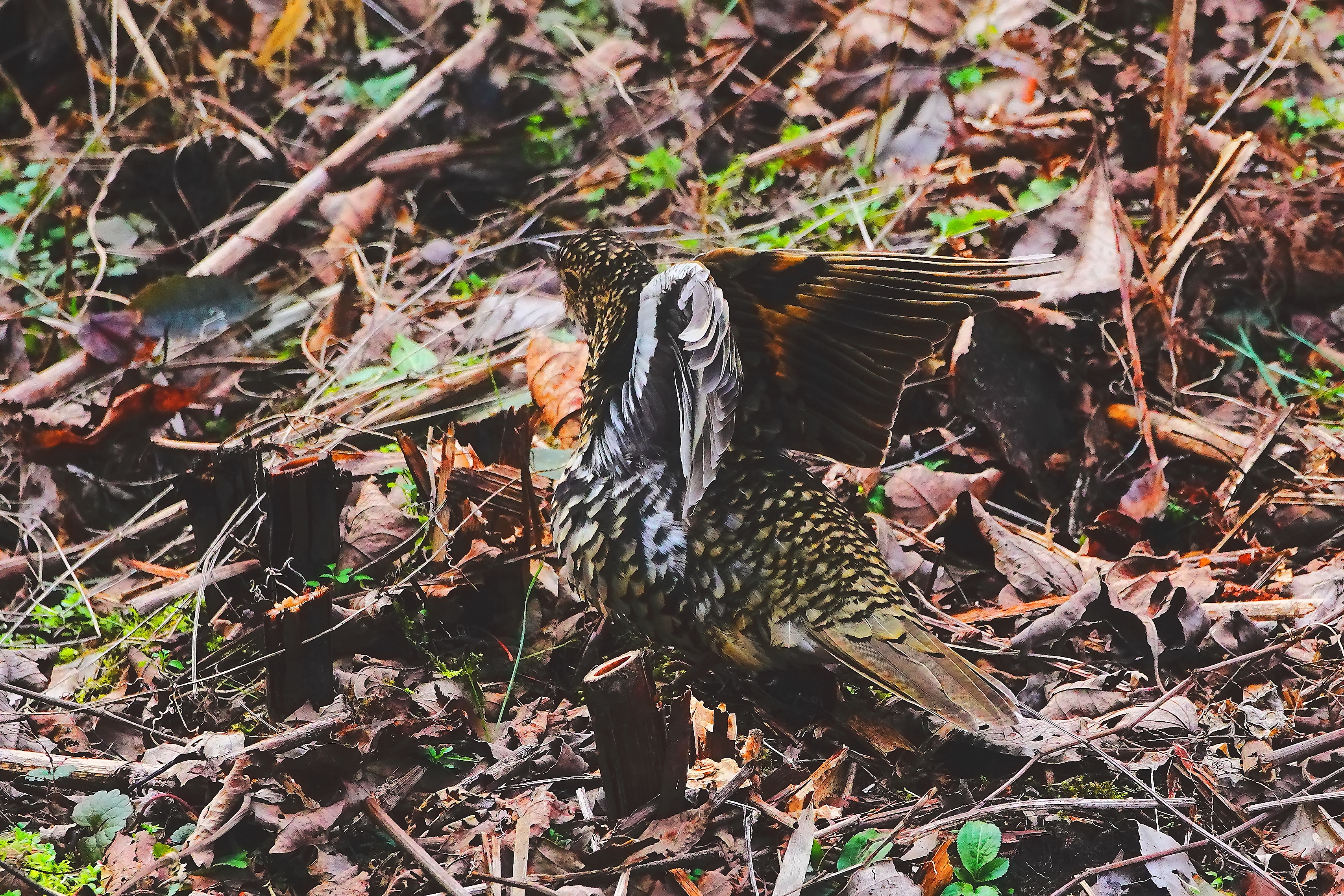 初見羽搏くトラツグミ