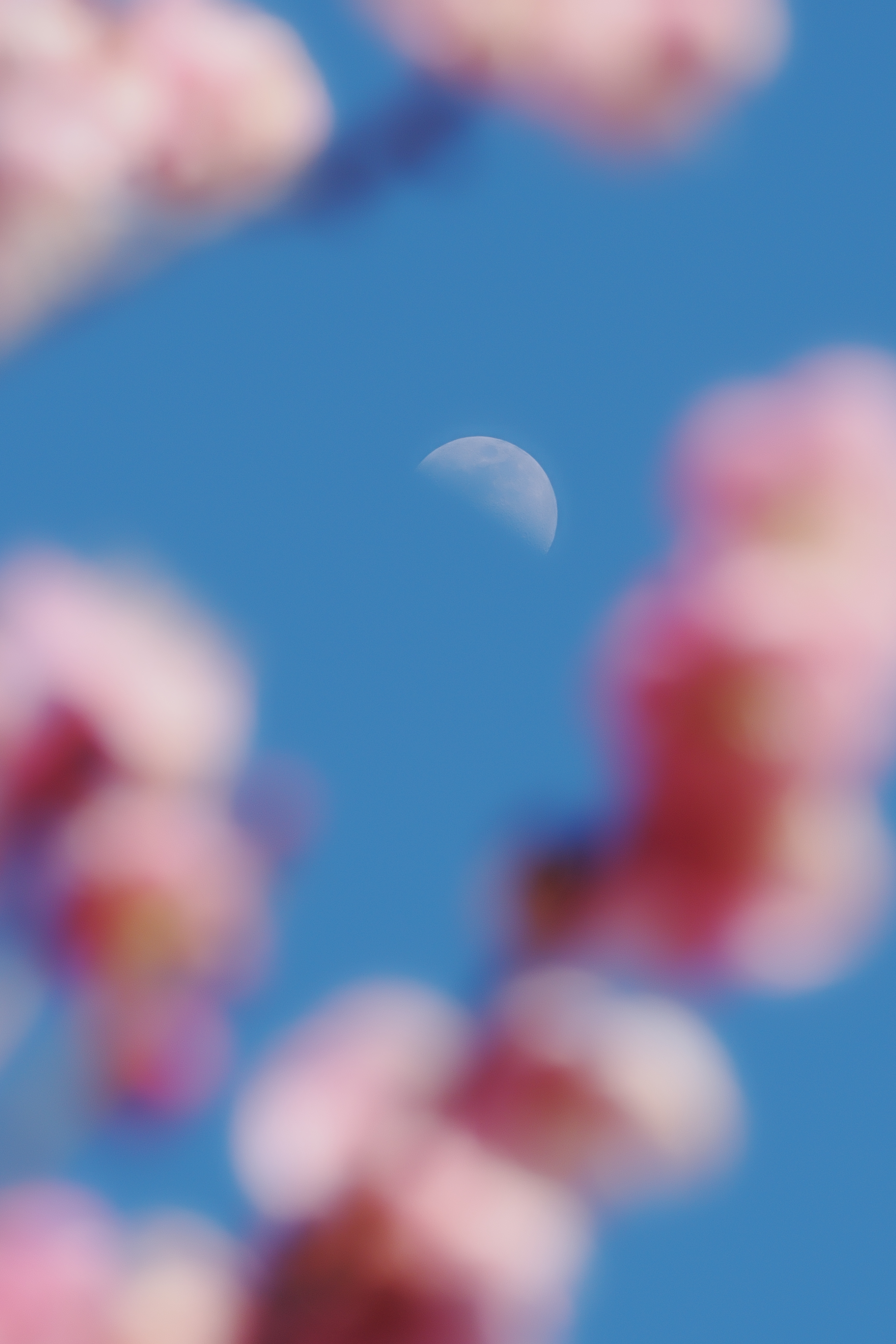 花見の残月