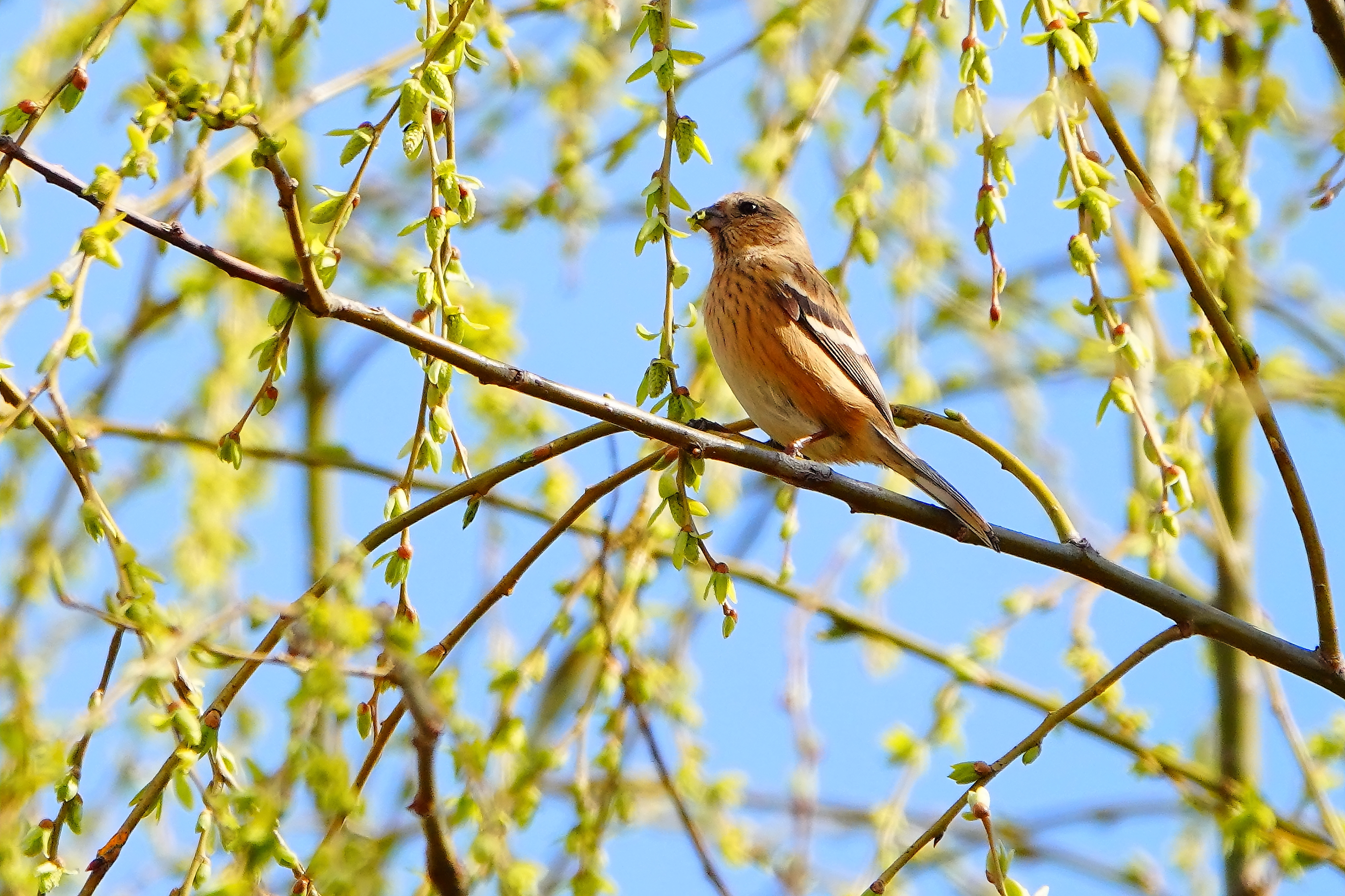 柳の芽採食の紅猿子雌