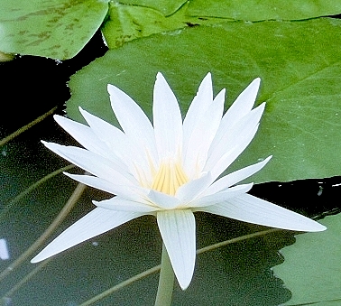 水生植物・熱帯スイレン