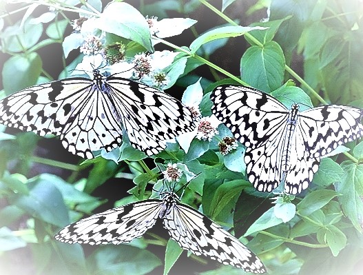 昆虫沖縄の蝶