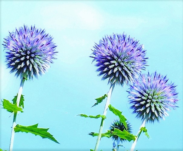 早春の花・「ルリタマアザミ」