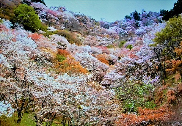 桜の名所吉野山・中千本