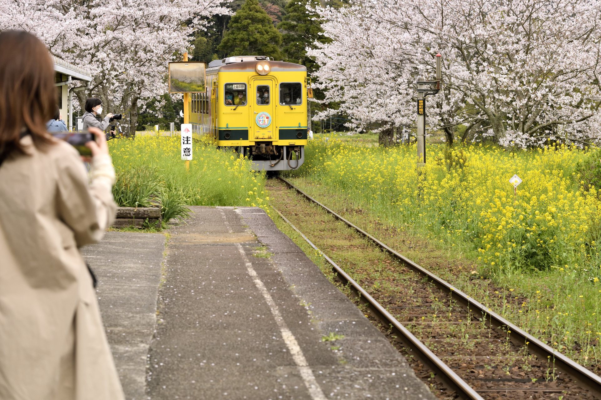 黄色い列車がやってきた