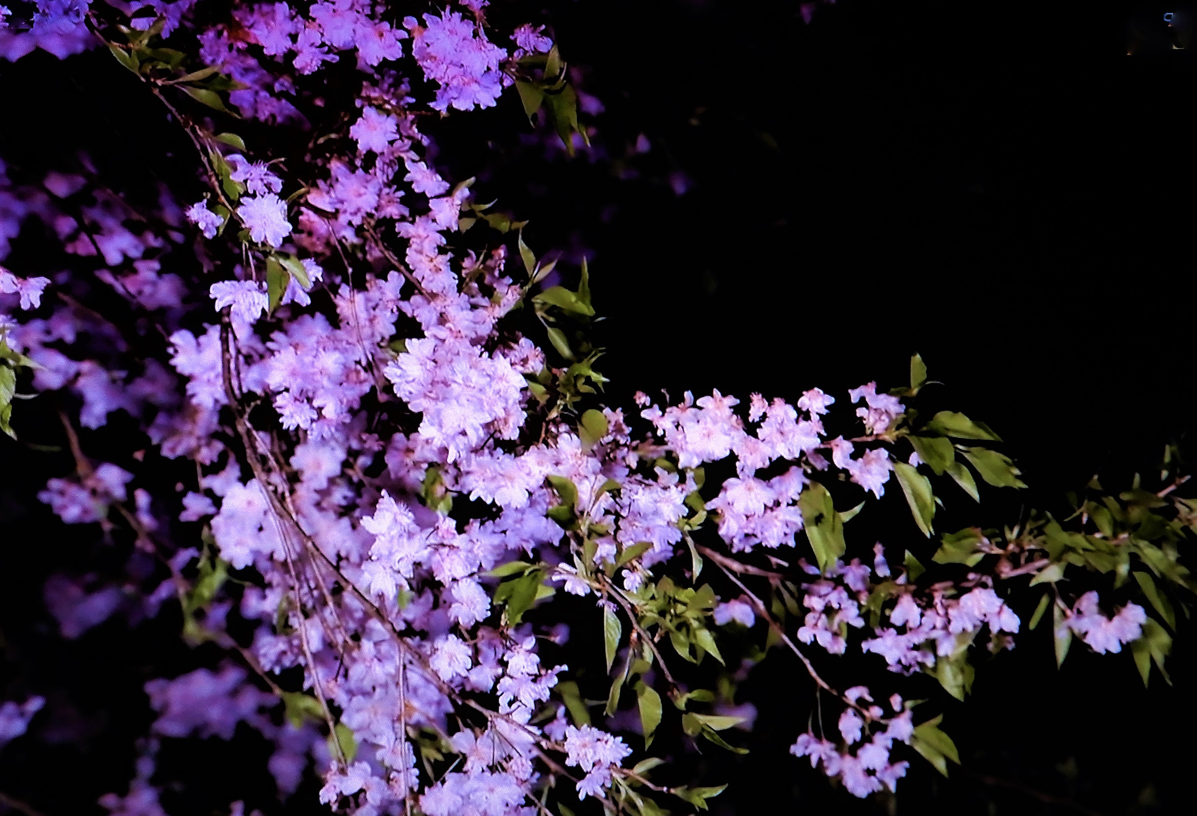花の吉野山夜桜