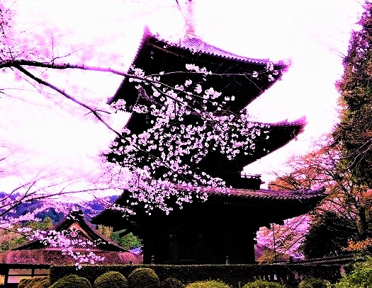 三井寺重文三重塔