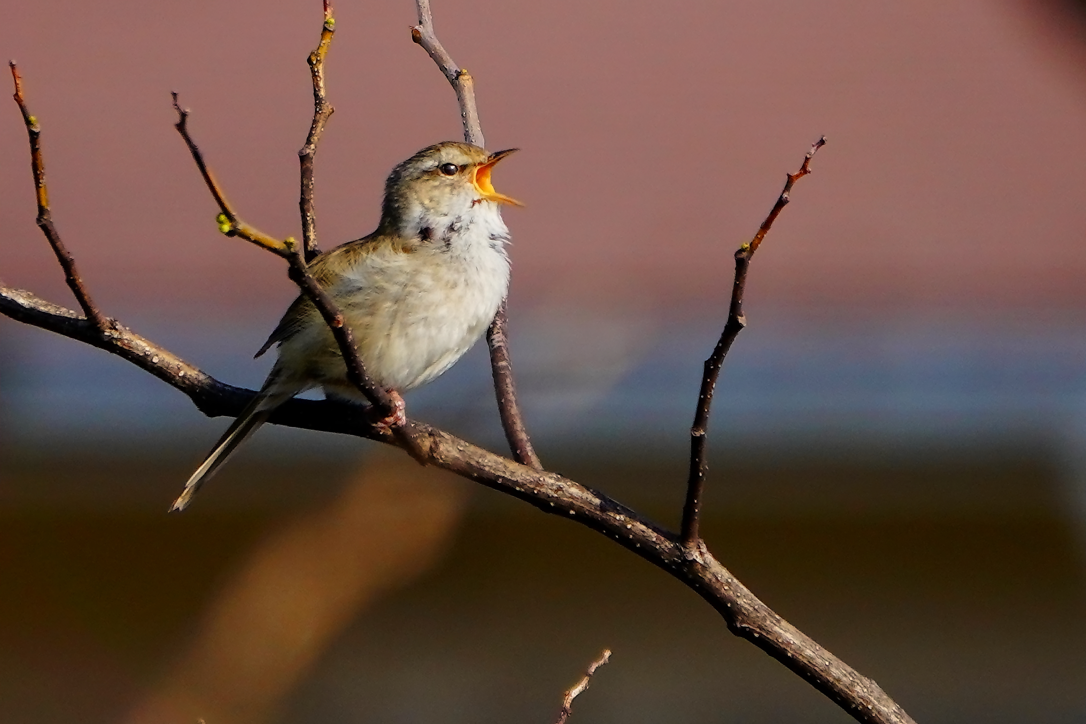 思いっきり囀る鶯♬