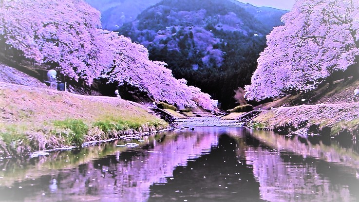 山里を彩る関西の桜の名所