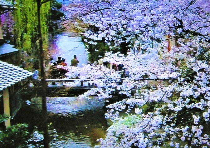 京都祇園白川の風情