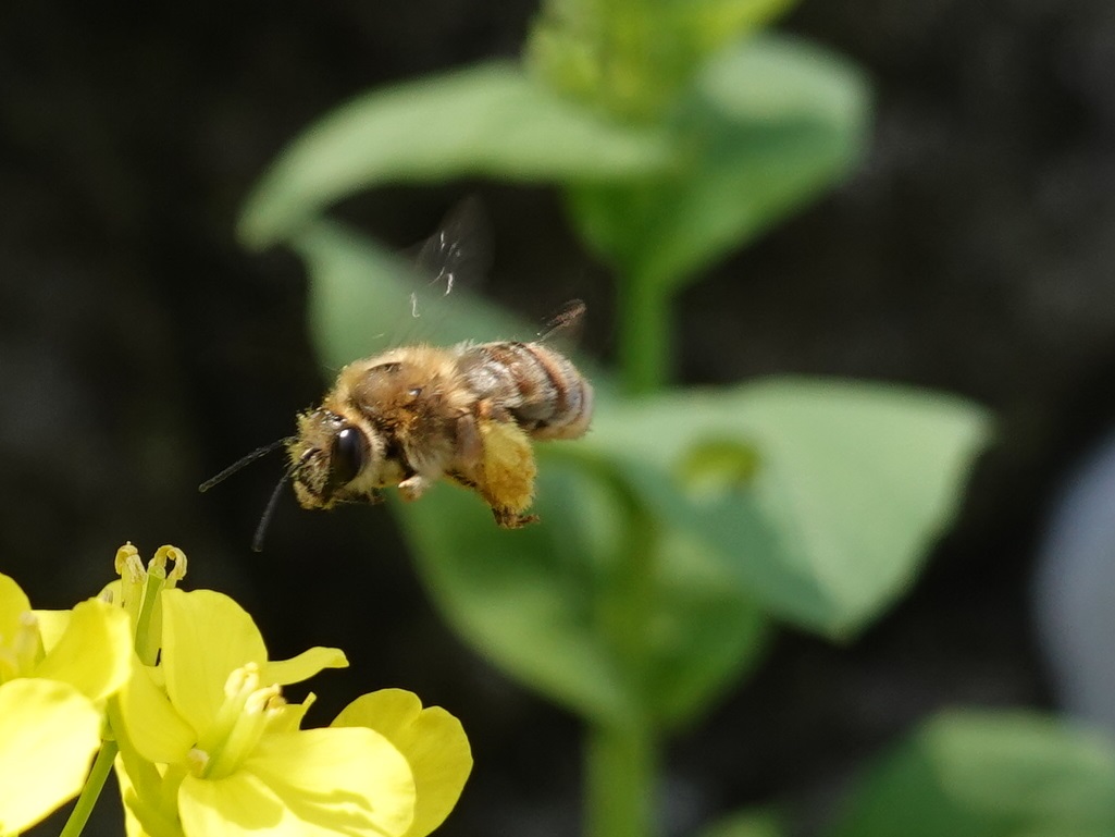 菜の花にヒゲナガハナバチ