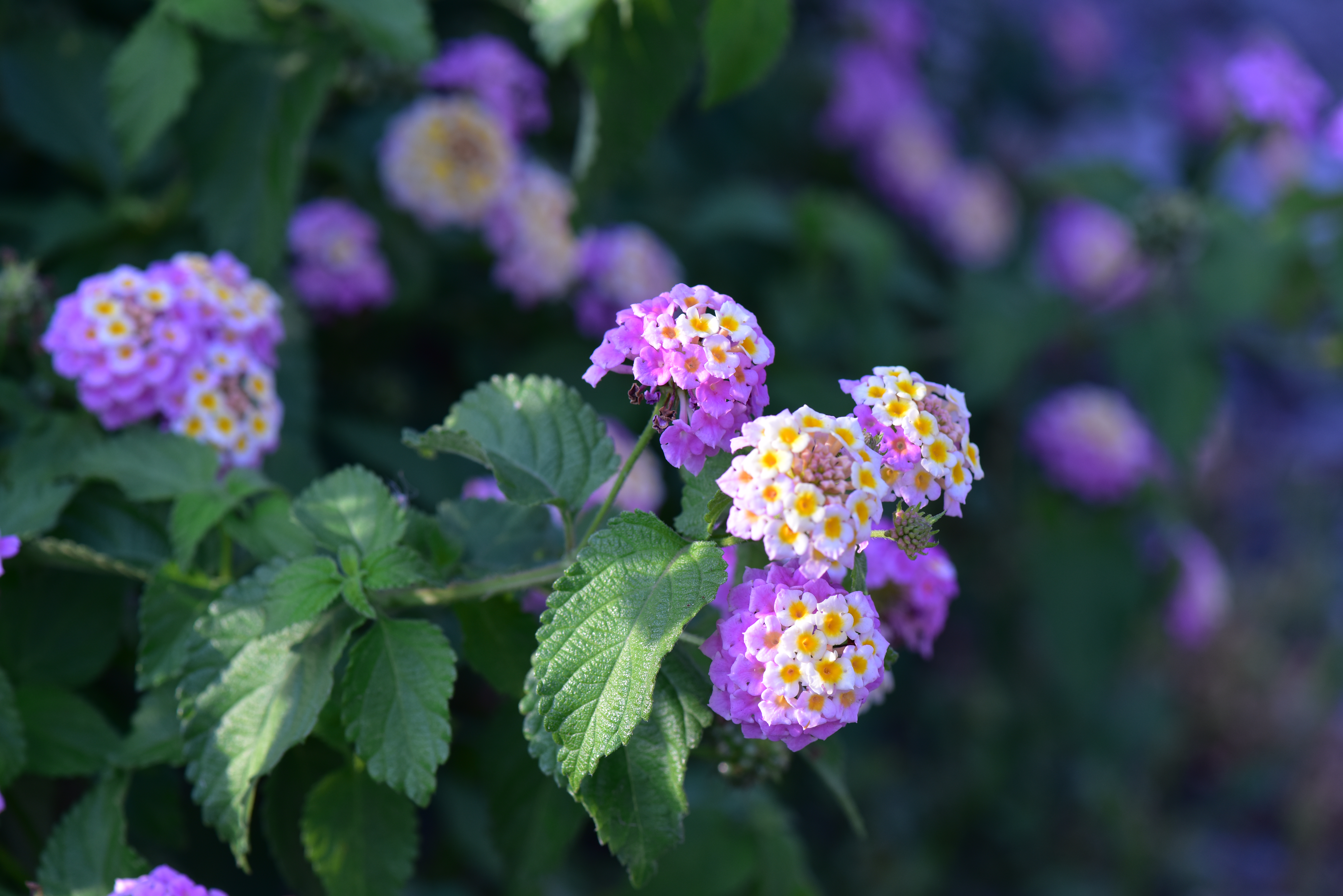 ノコギリ山の花