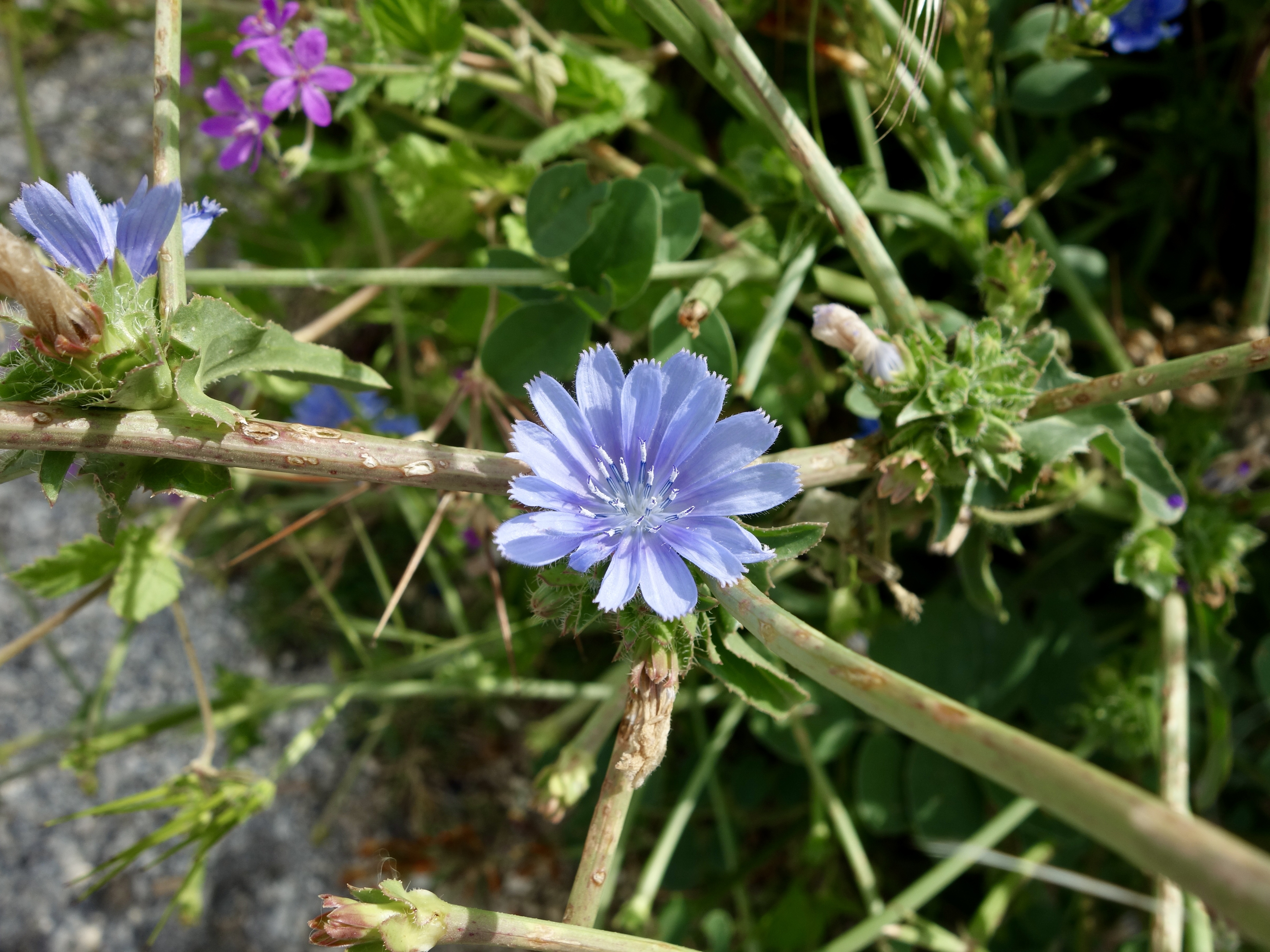 野生のチコリの花