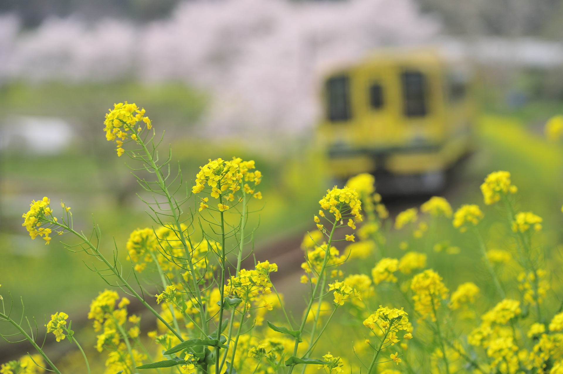 菜の花といすみ鉄道とさくら