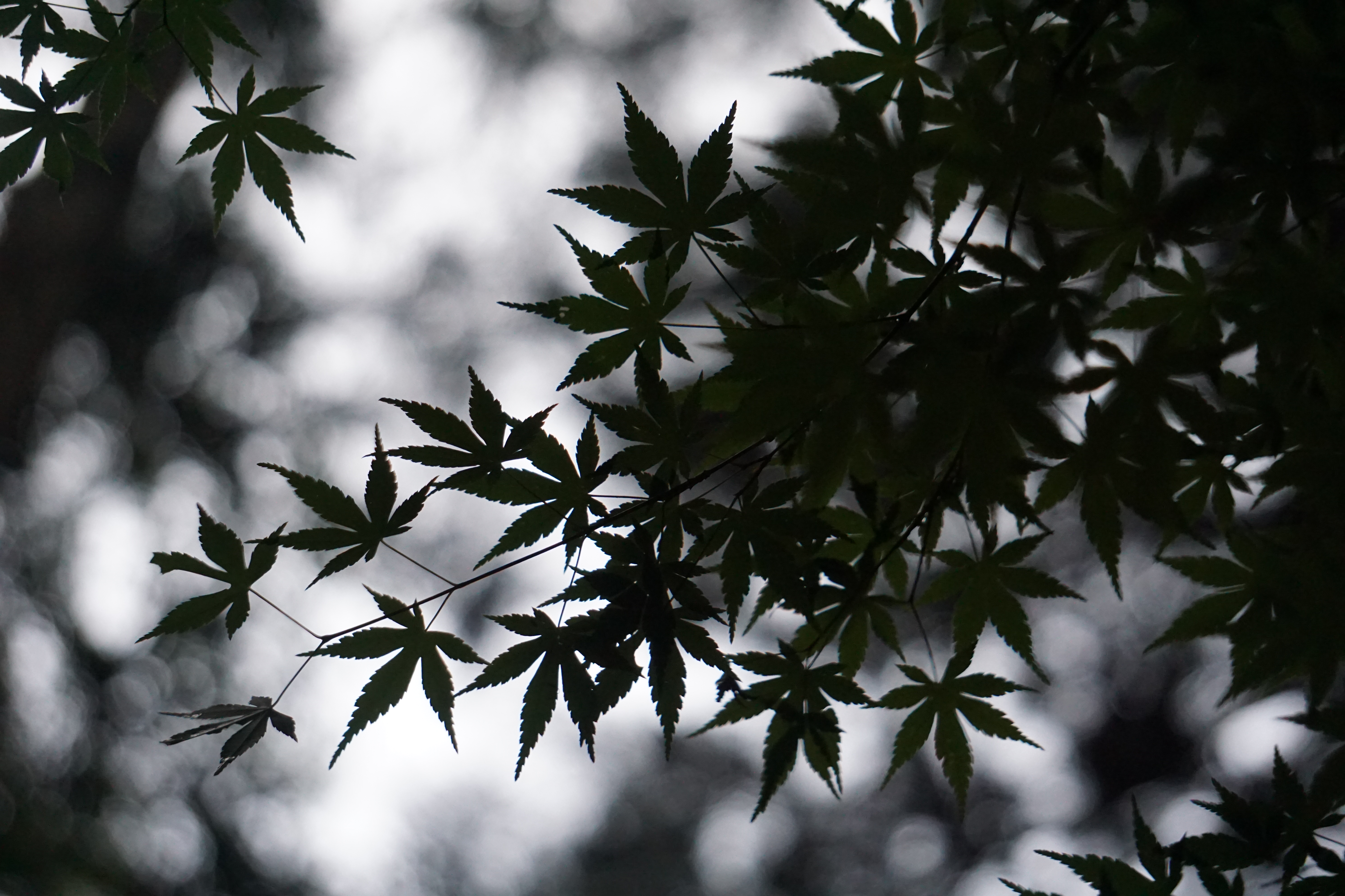 早朝雨上がりの新緑