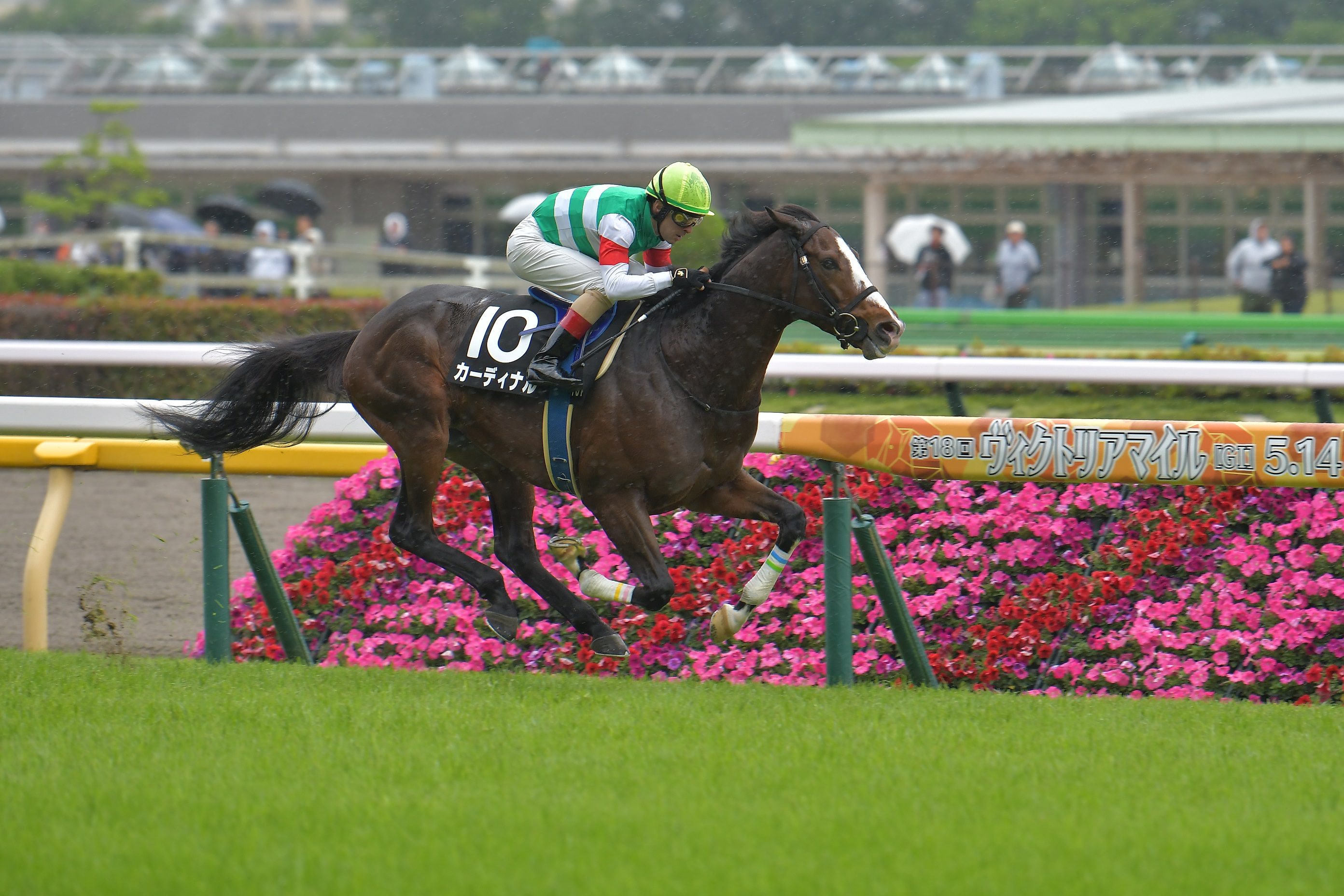愛馬カーディナルが緑風Sで優勝(2023/5/13)