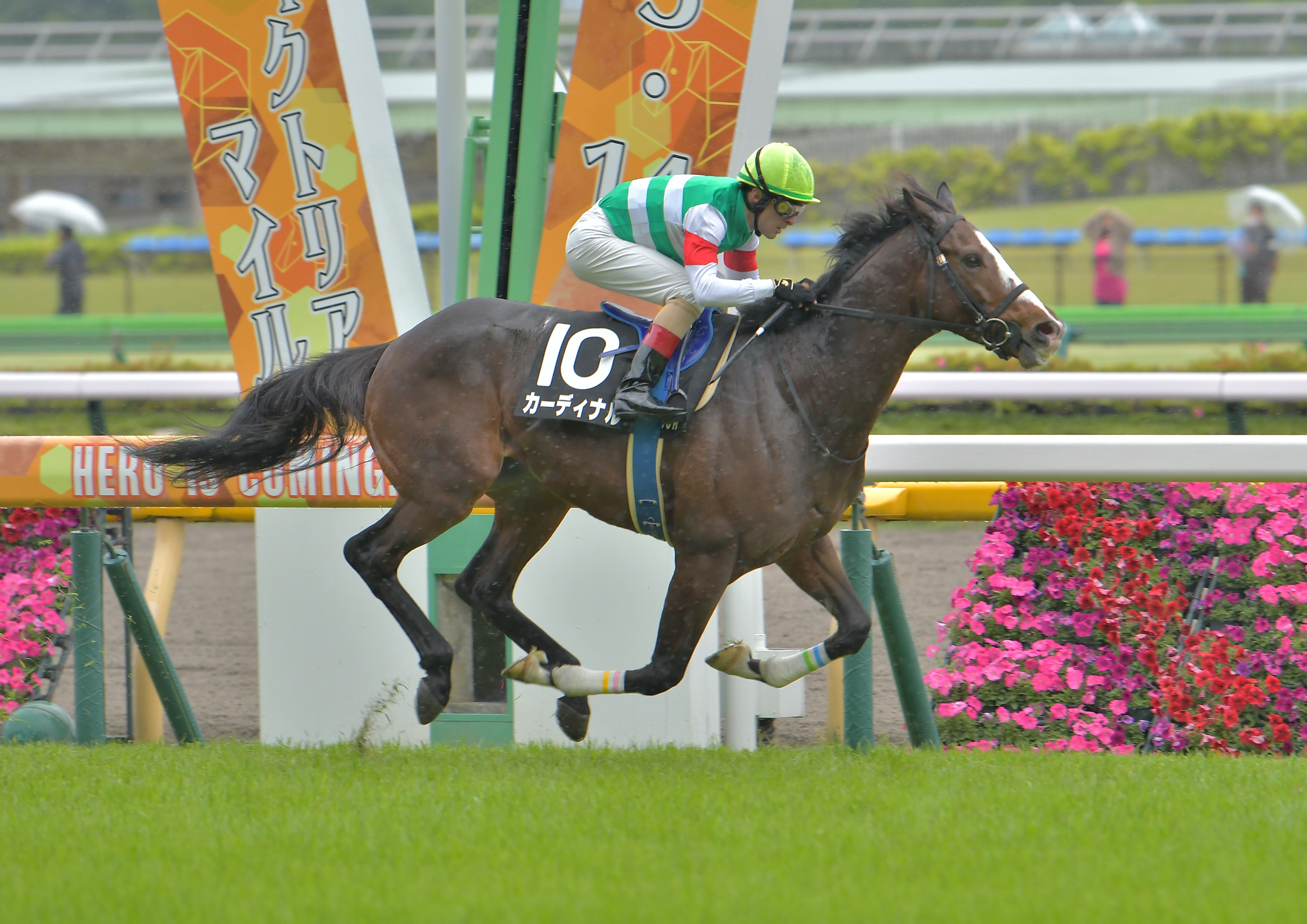 緑風S@東京競馬場で優勝(2023/5/13)