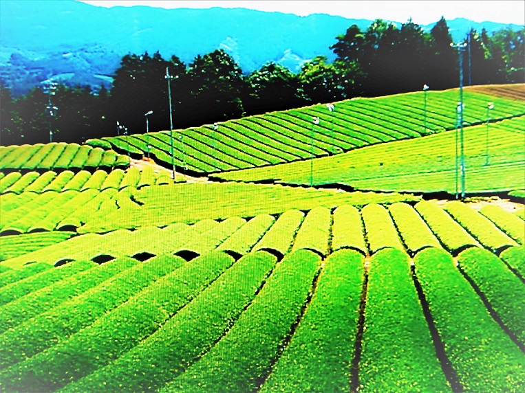 茶畑絶景夏も近ずく八十八夜