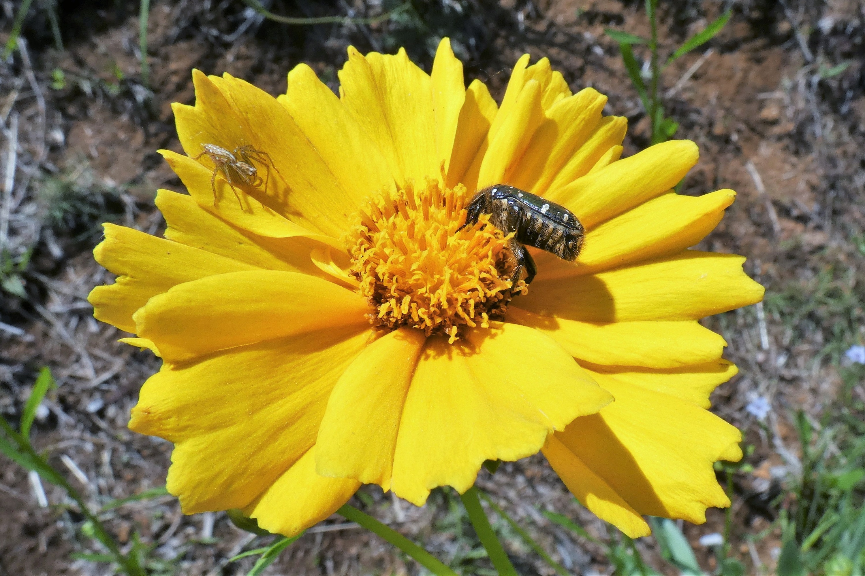 大金鶏菊に花潜と