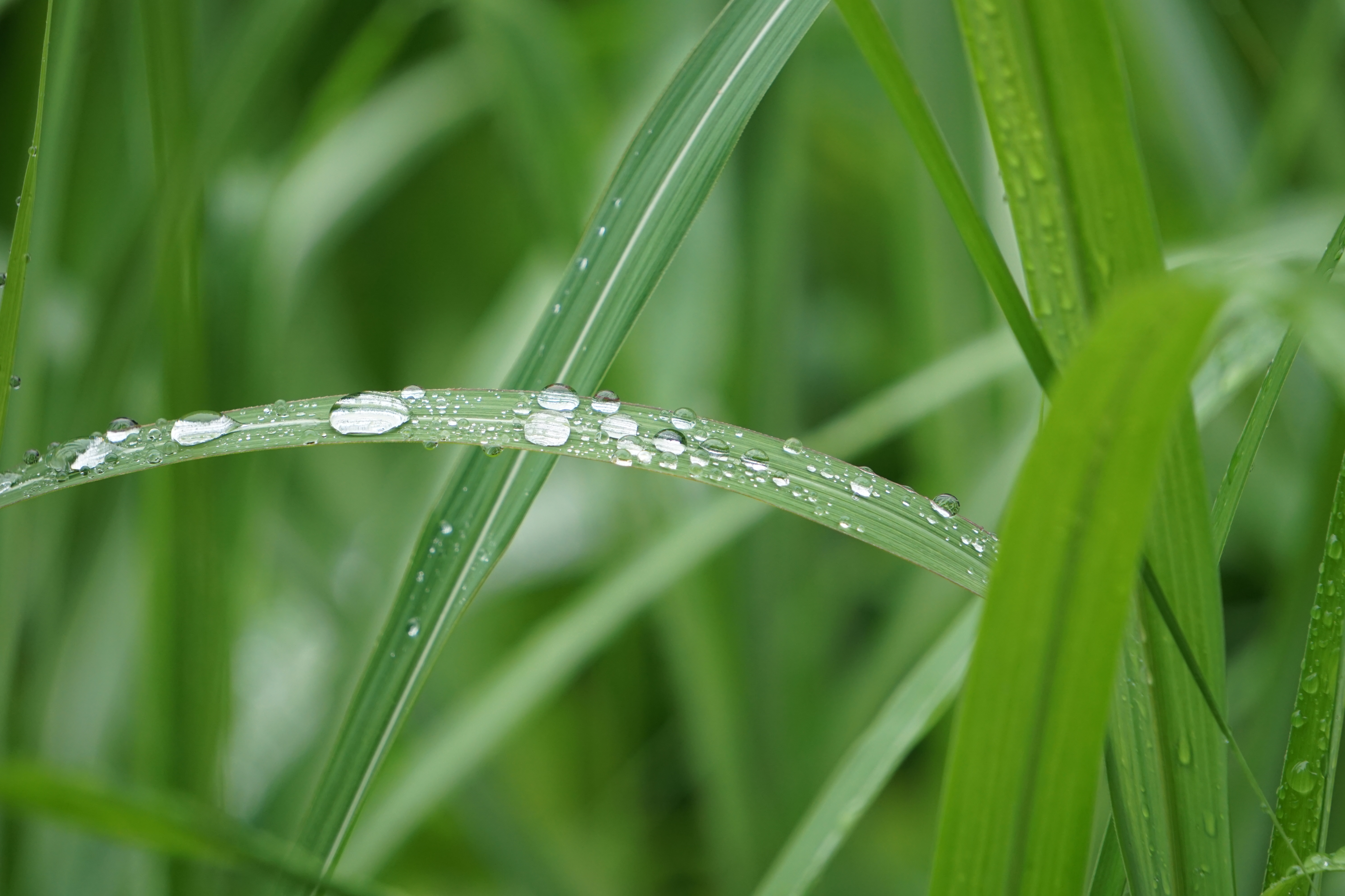 雨上がり