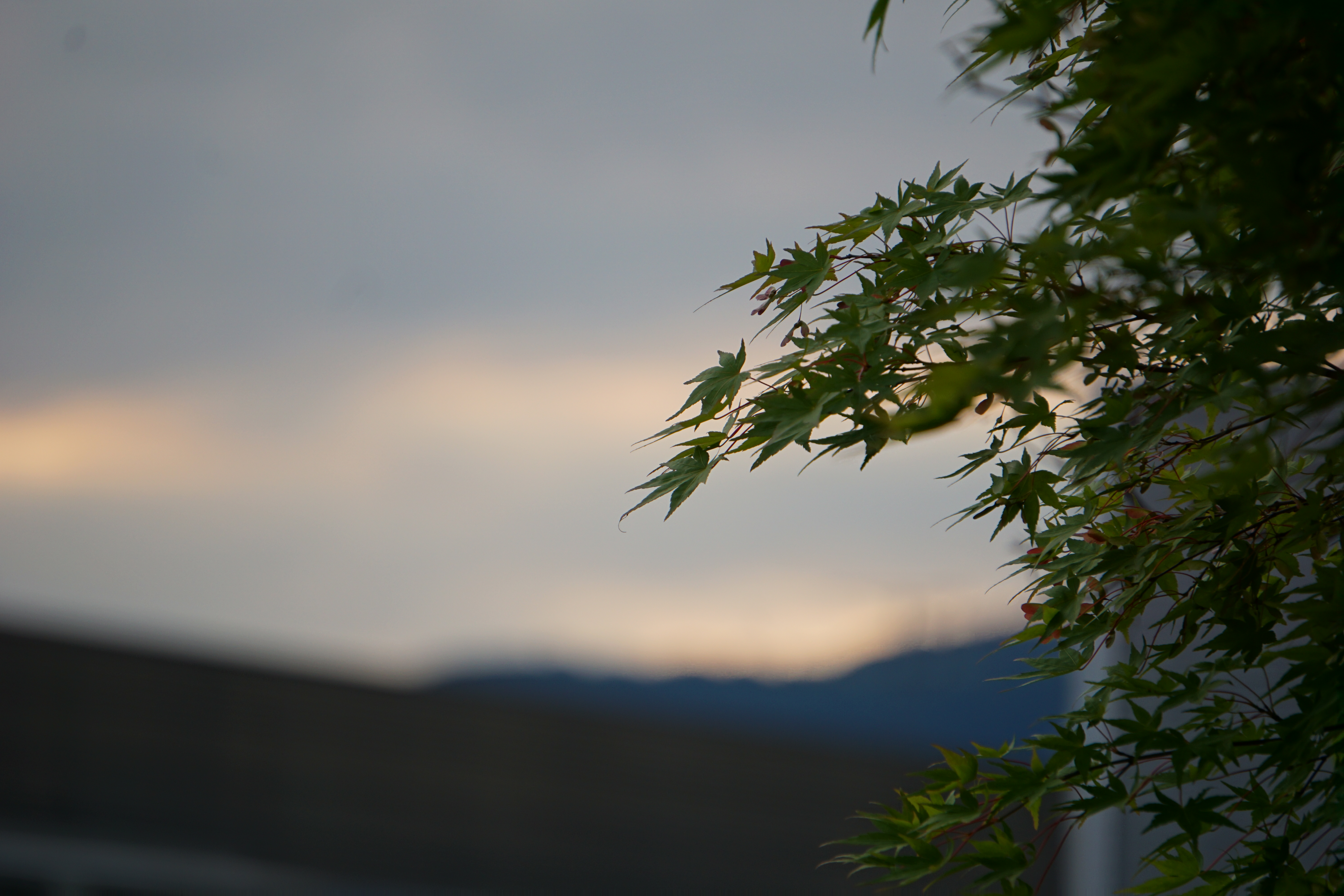 夜明けの新緑