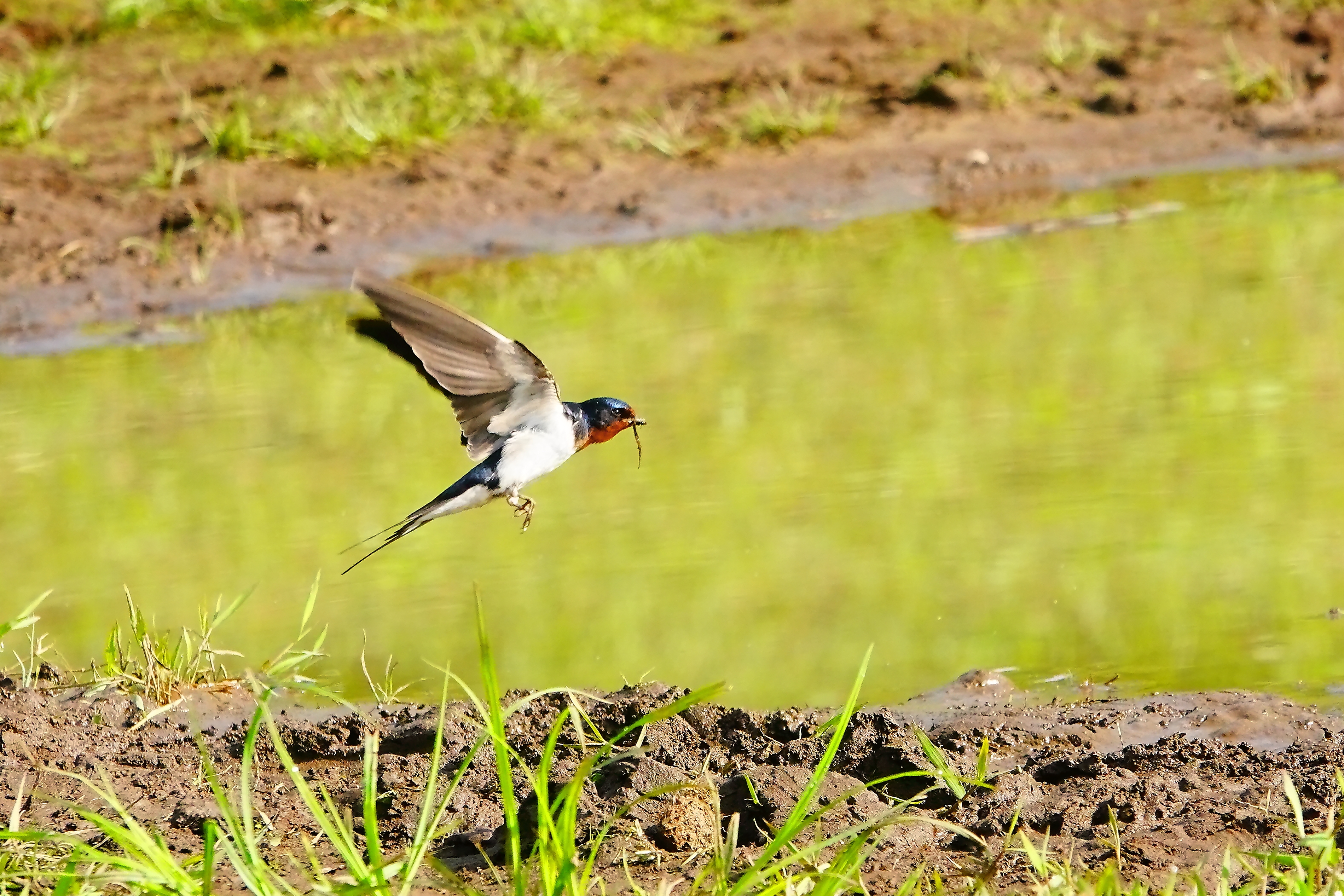 巣材咥えて飛び立つ燕