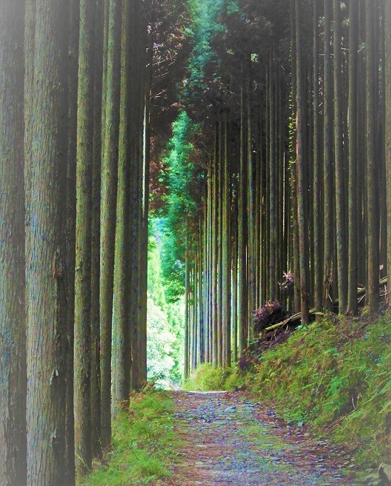 京都伝統的美杉