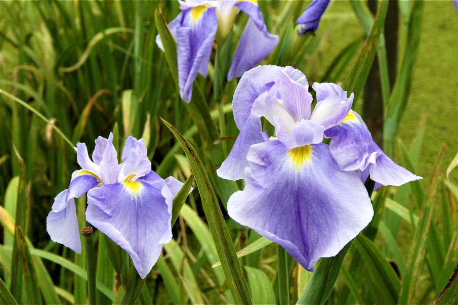 花菖蒲・江戸型”藤絞り”