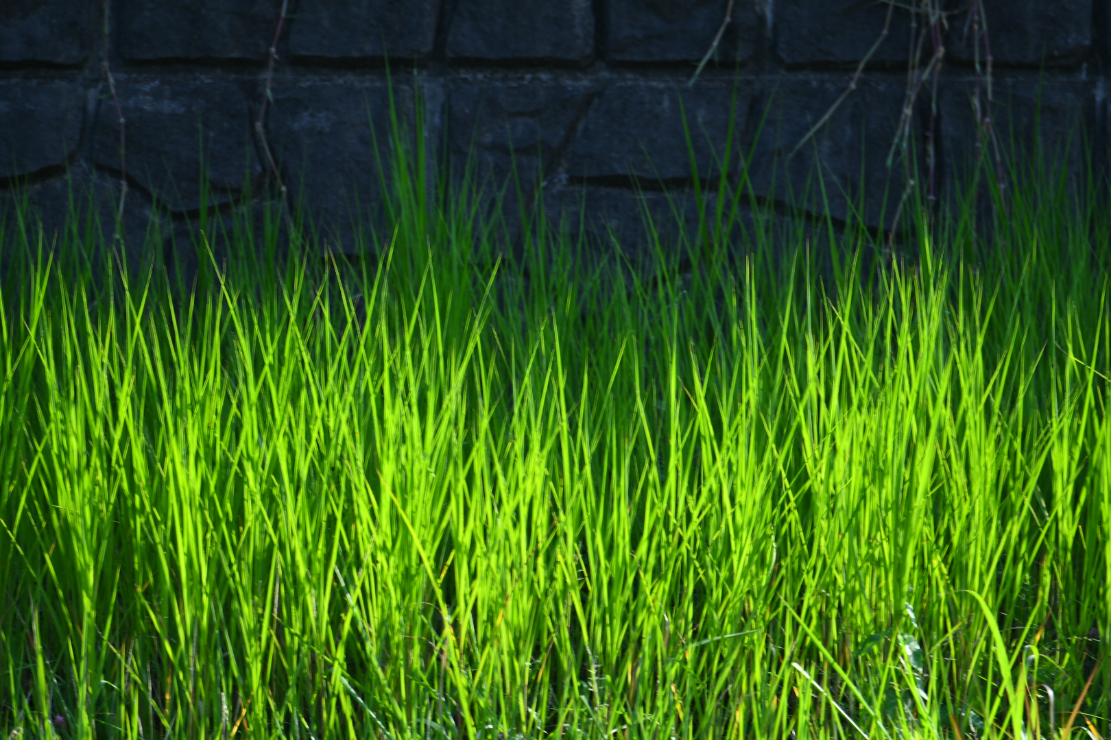 草原の光と闇