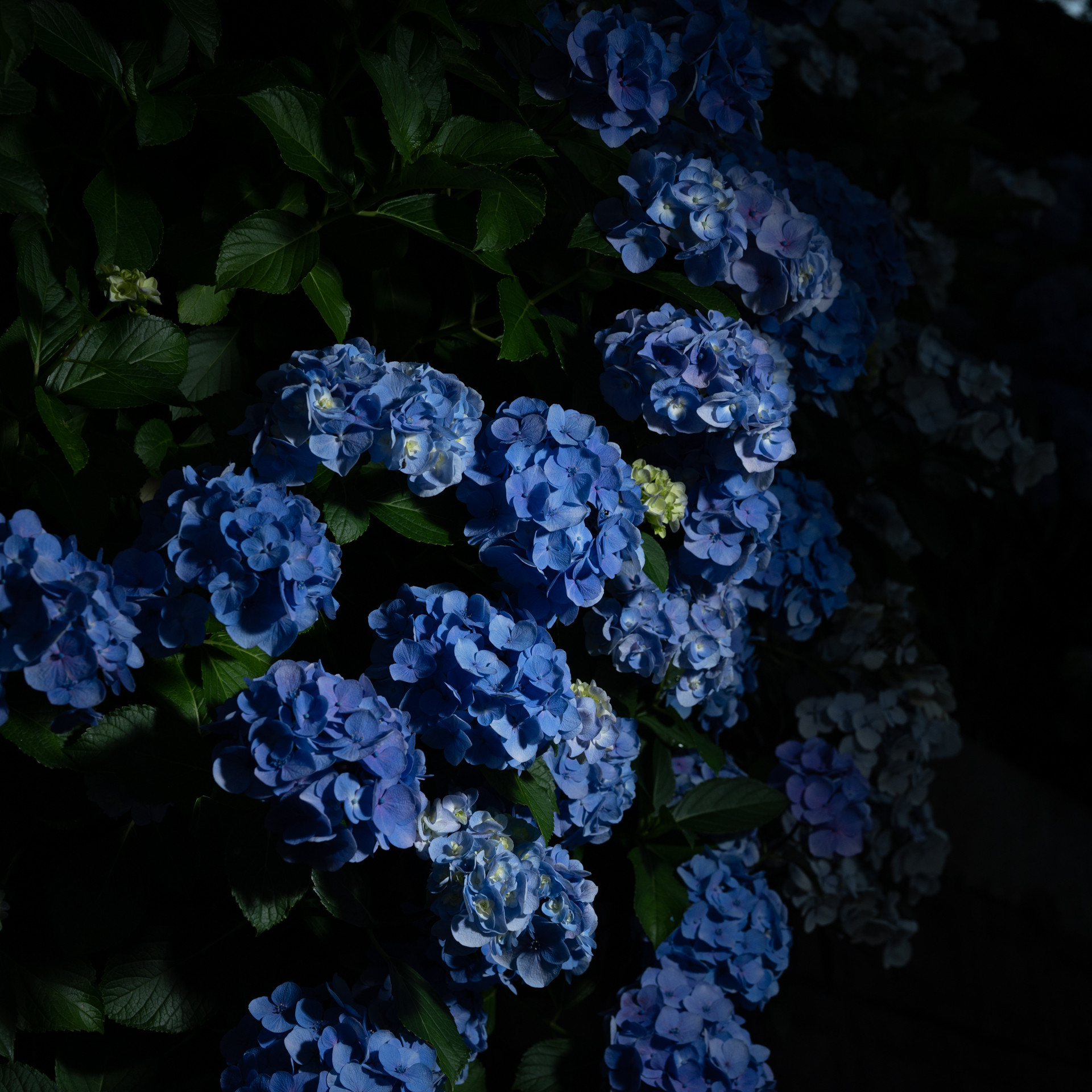 紫陽花