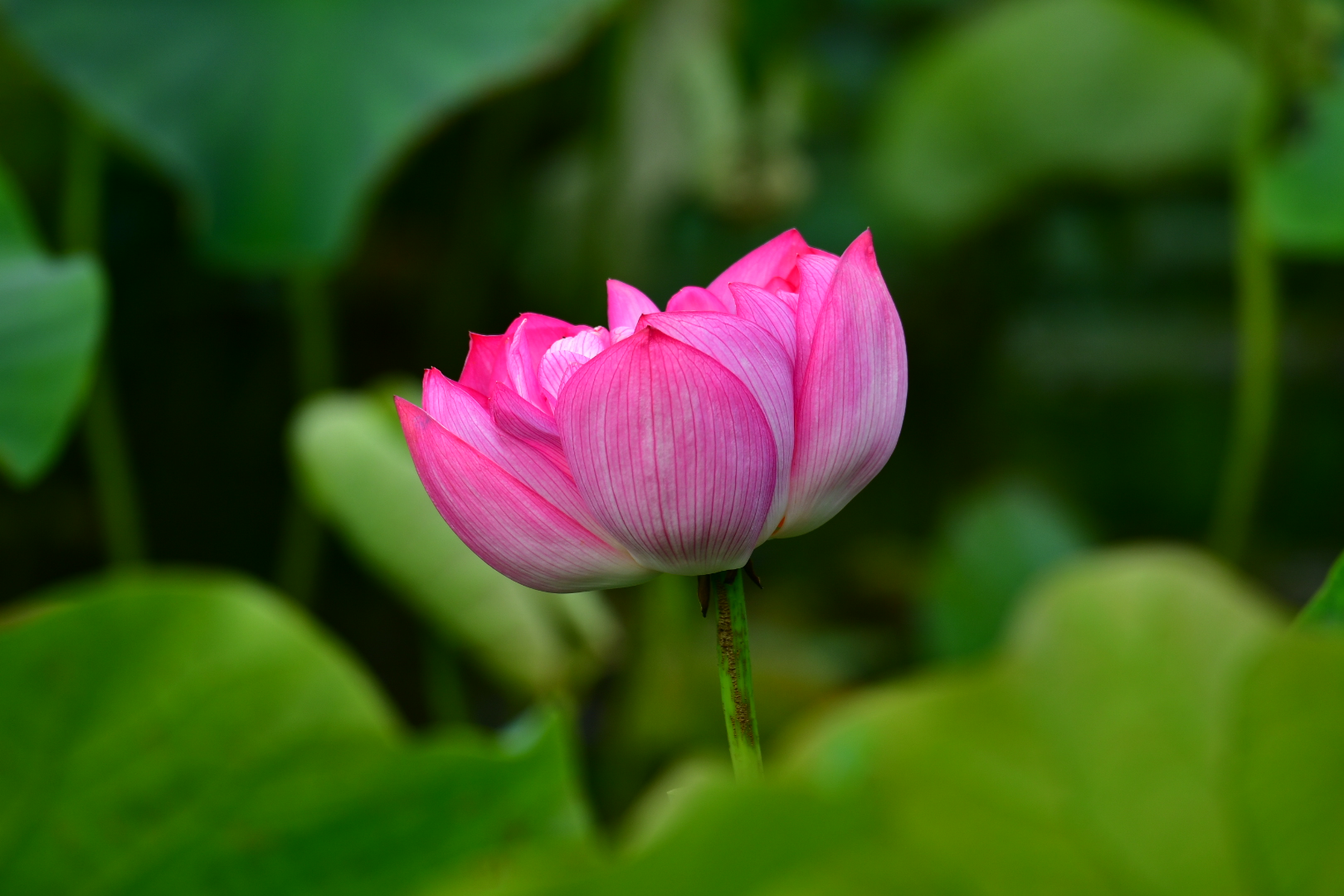 紅蓮華