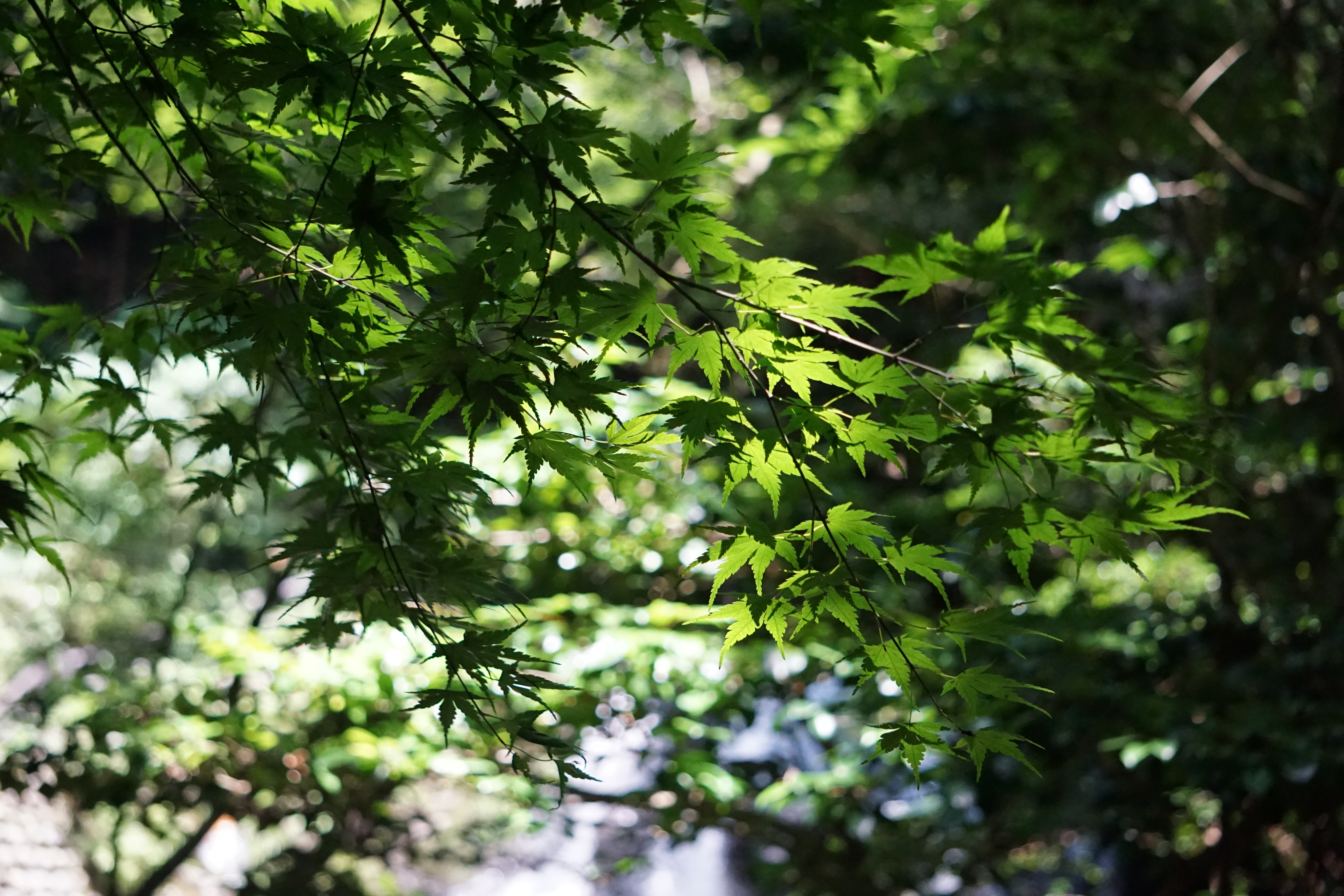 青紅葉と滝の光り玉